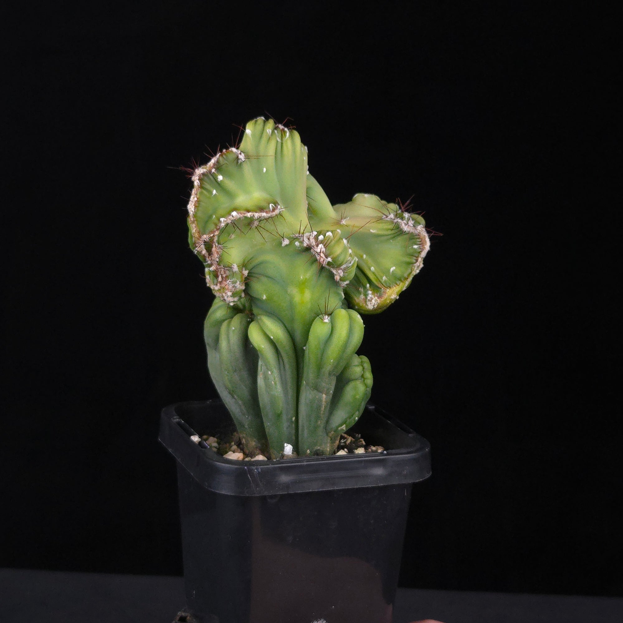 Cereus forbesii cristata (WA Prohibited)