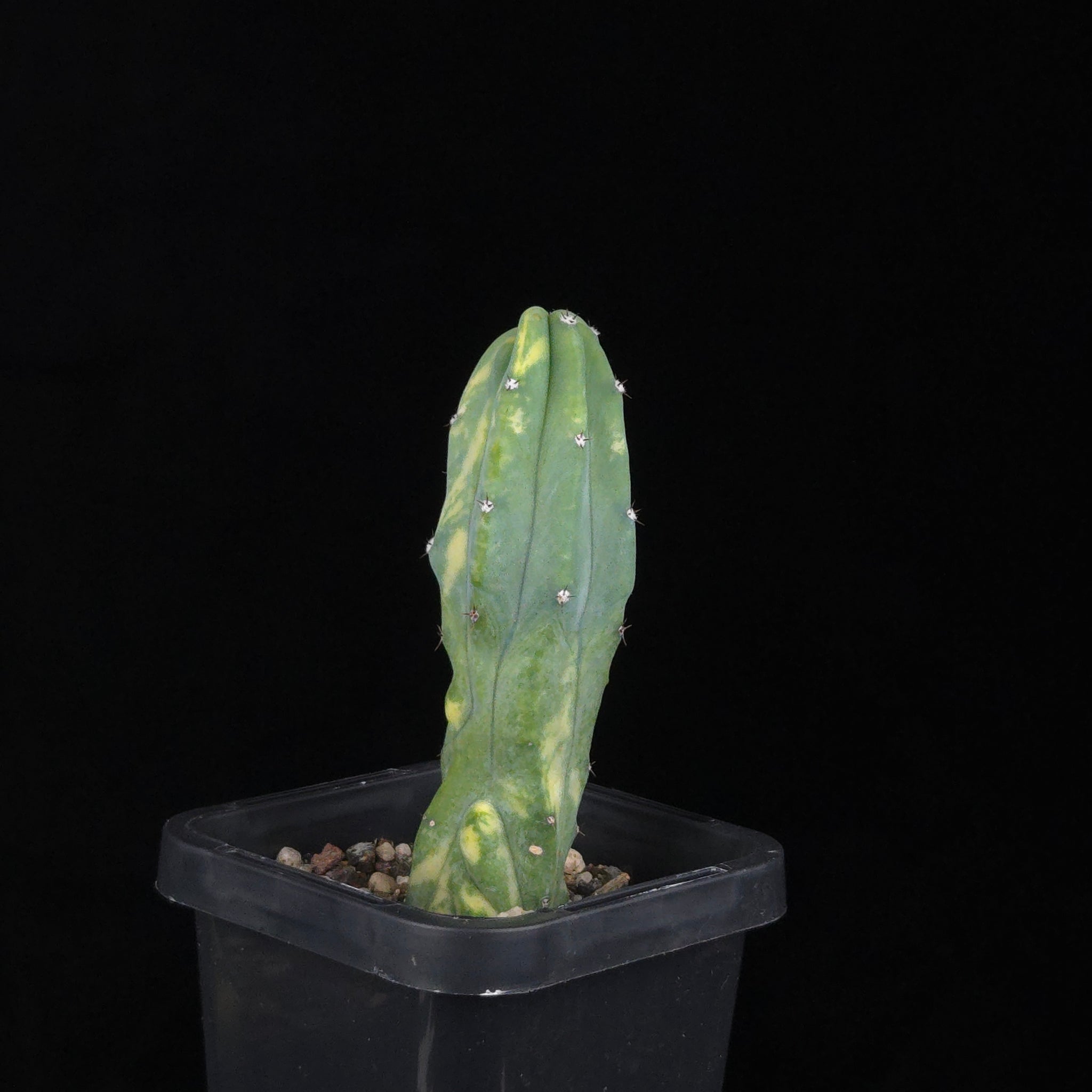 Myrtillocactus geometrizans Montrose Variegata