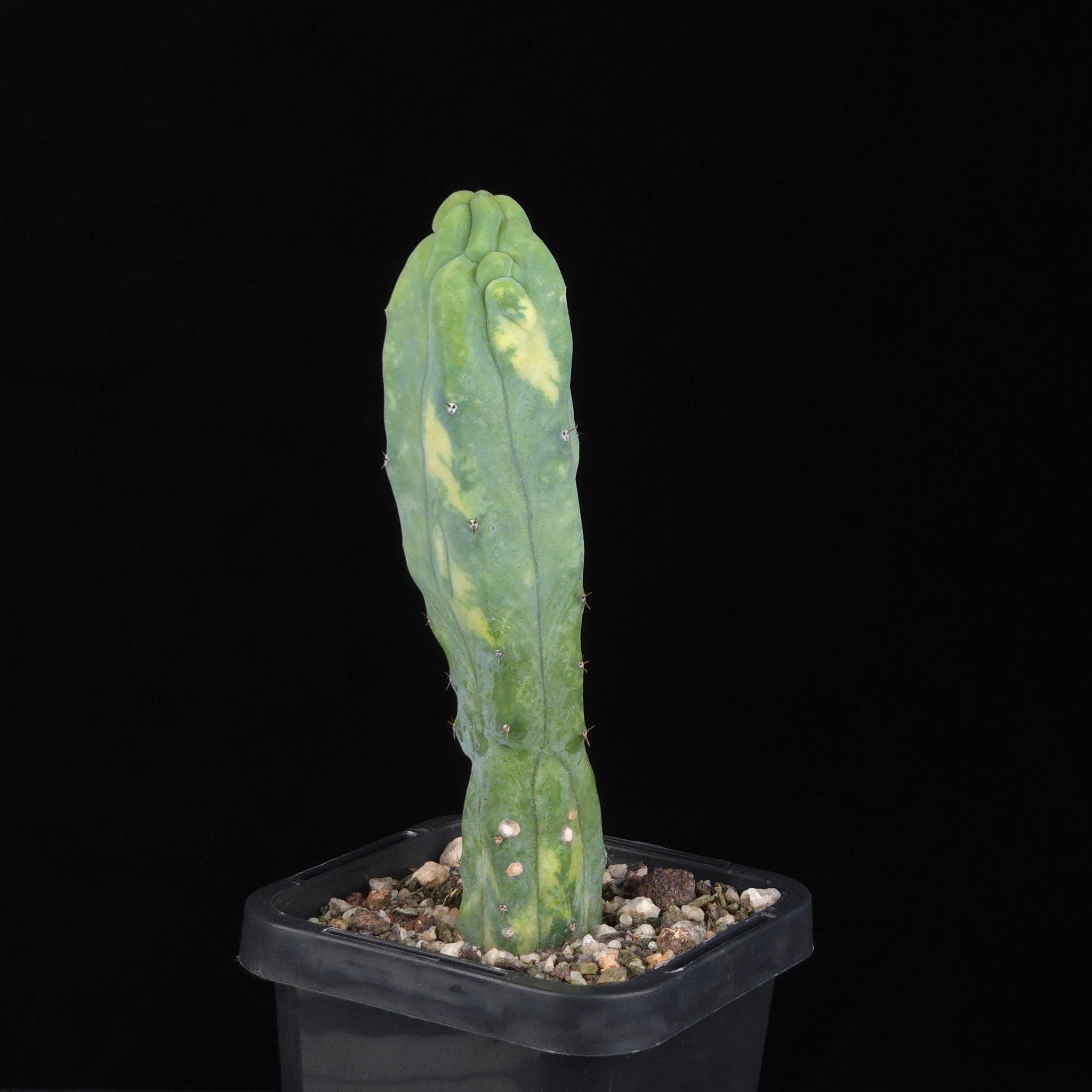 Myrtillocactus geometrizans Montrose Variegata