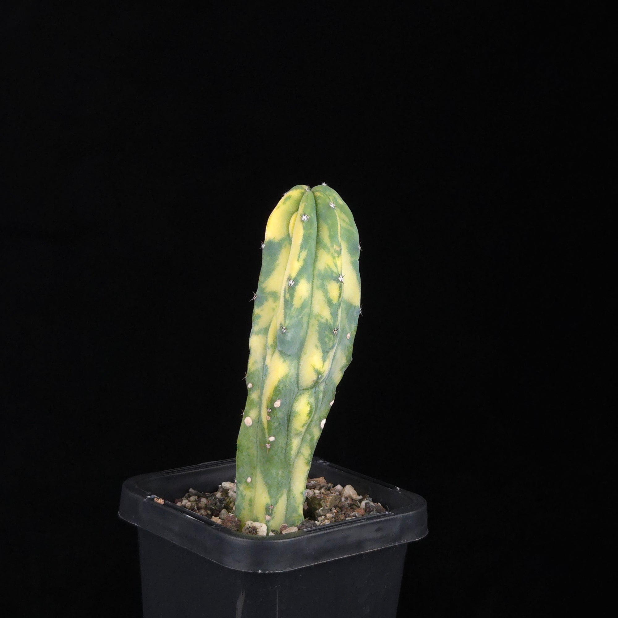 Myrtillocactus geometrizans Montrose Variegata