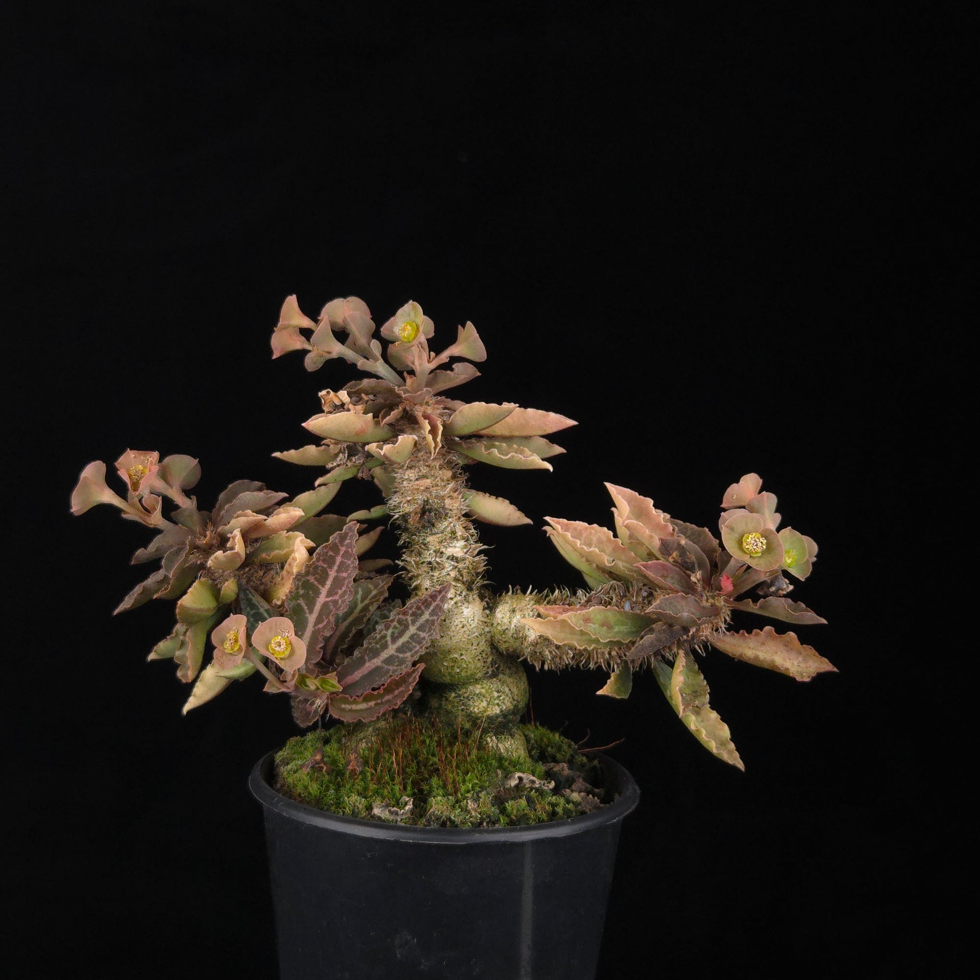 Euphorbia francoisii (WA Prohibited) – Mature Caudex Specimen Plants