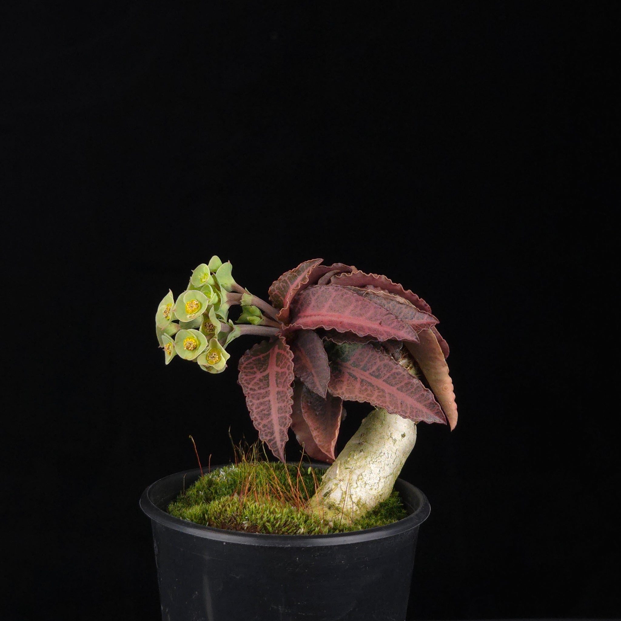 Euphorbia francoisii (WA Prohibited) – Mature Caudex Specimen Plants