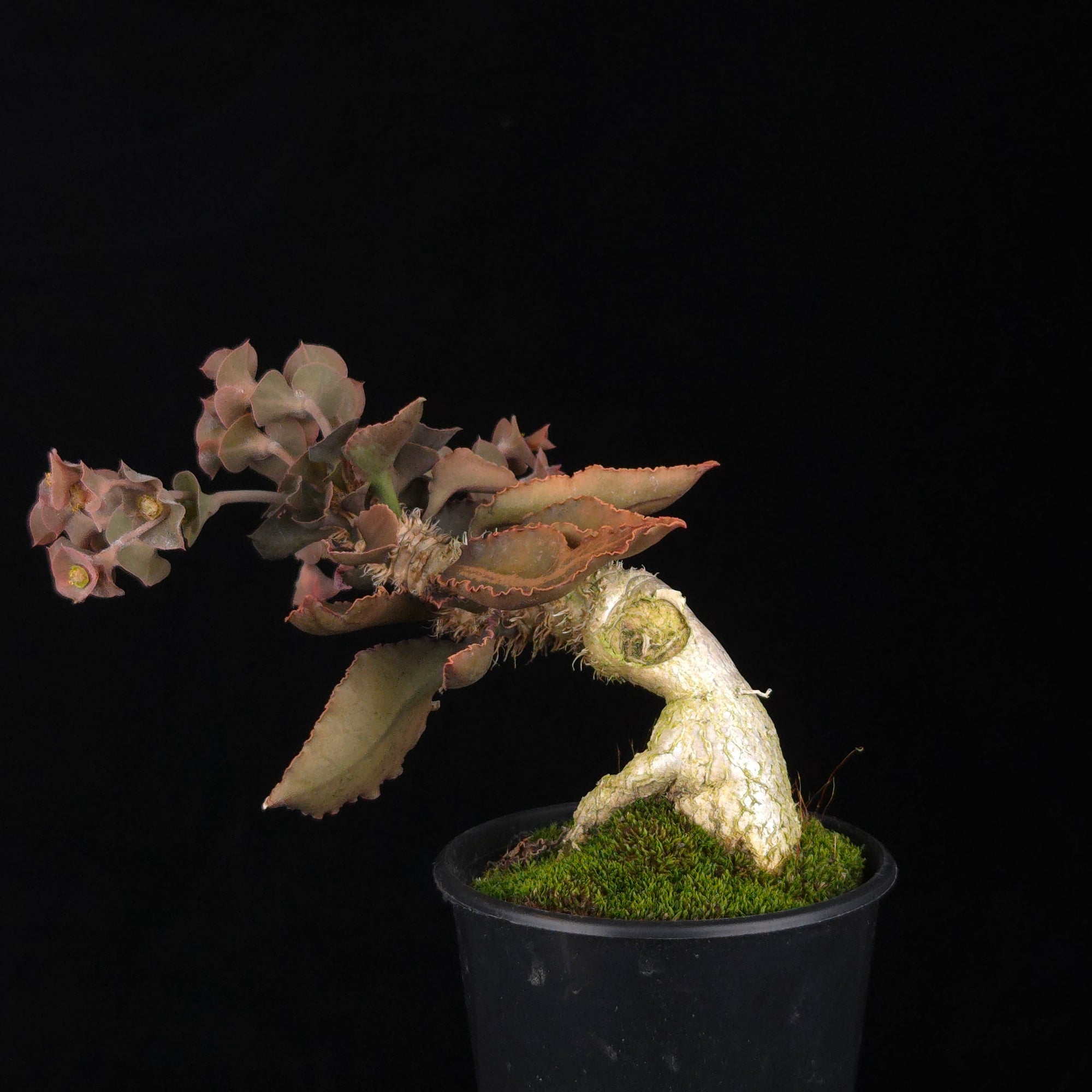 Euphorbia francoisii (WA Prohibited) – Mature Caudex Specimen Plants