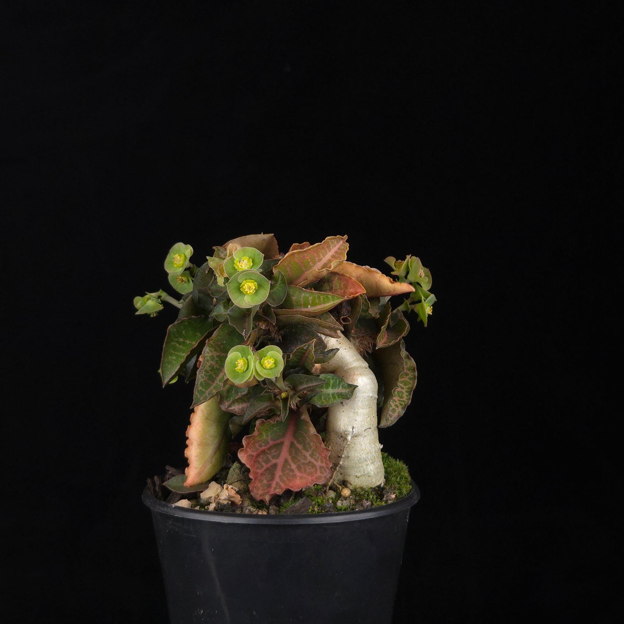 Euphorbia francoisii (WA Prohibited) – Mature Caudex Specimen Plants