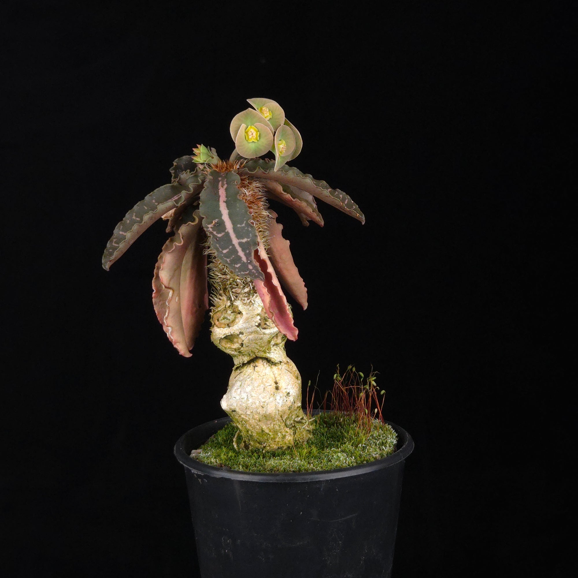 Euphorbia francoisii (WA Prohibited) – Mature Caudex Specimen Plants