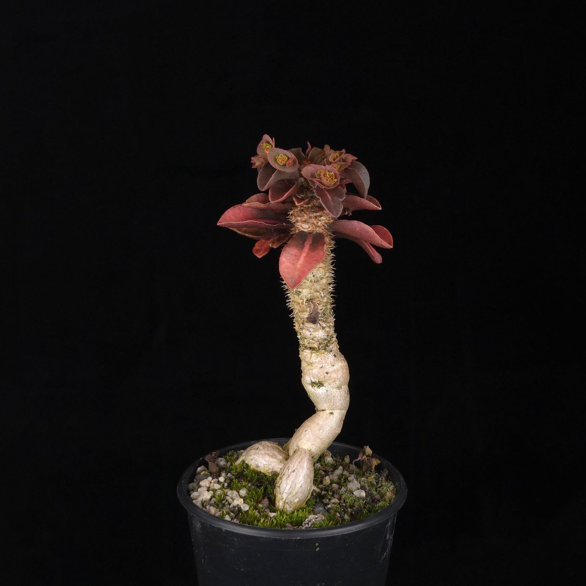 Euphorbia francoisii (WA Prohibited) – Mature Caudex Specimen Plants