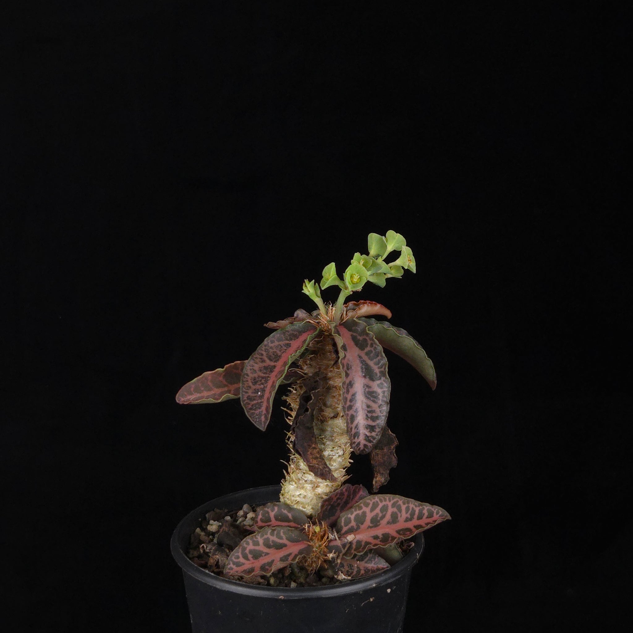 Euphorbia francoisii (WA Prohibited) – Mature Caudex Specimen Plants