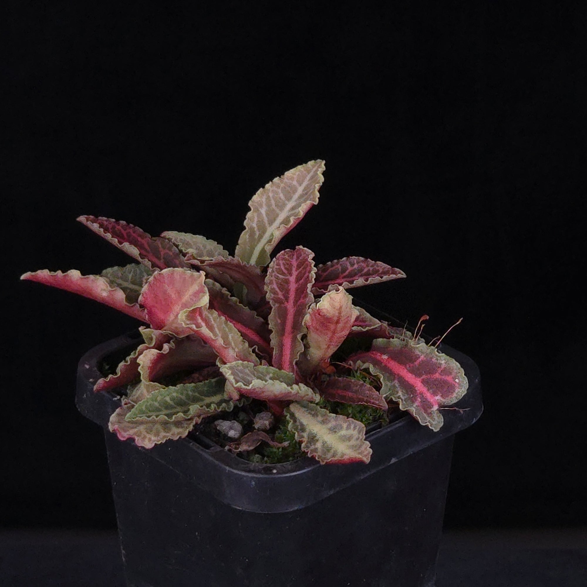 Euphorbia francoisii Hybrids (WA Prohibited) – Selected Juvenile Plants