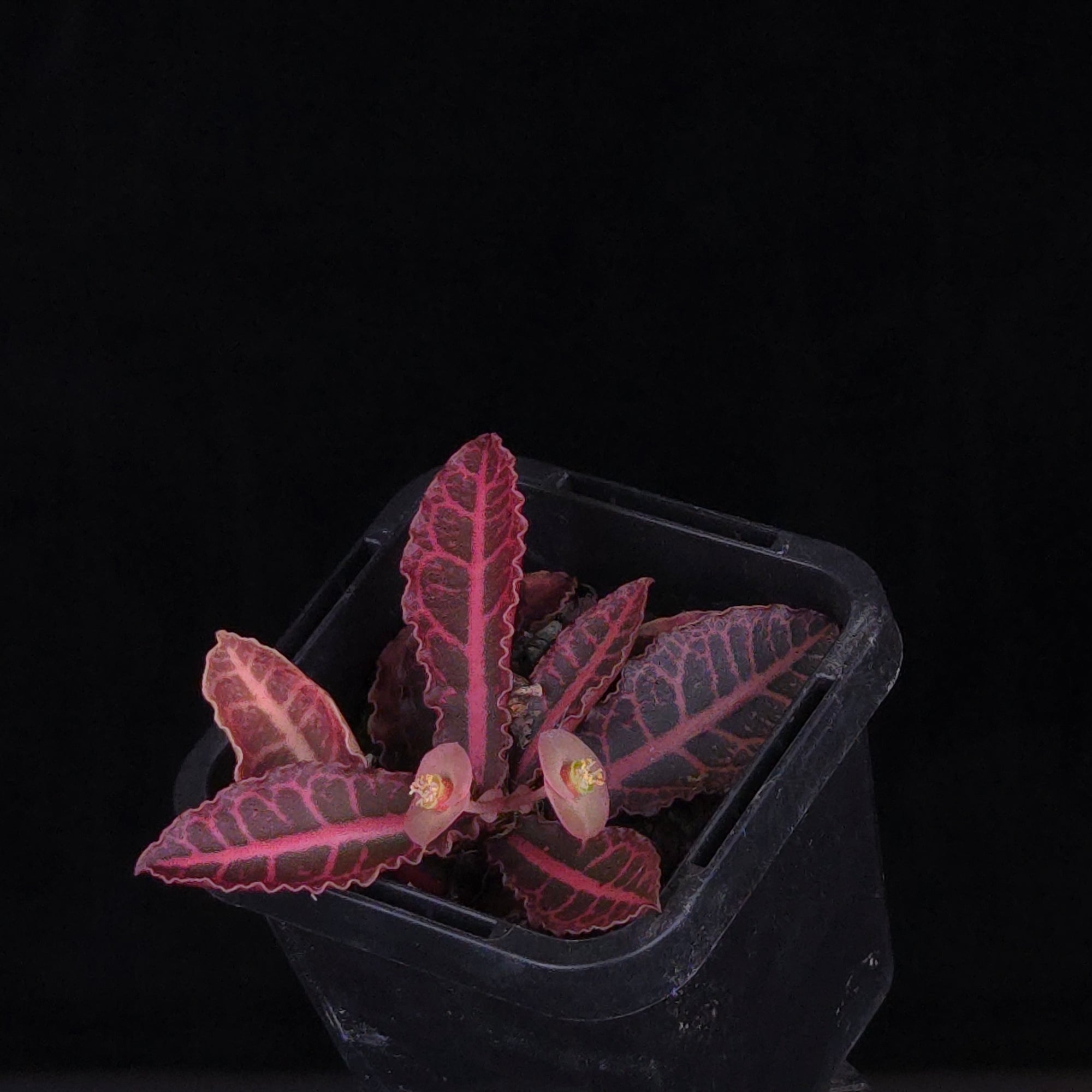 Euphorbia francoisii Hybrids (WA Prohibited) – Selected Juvenile Plants