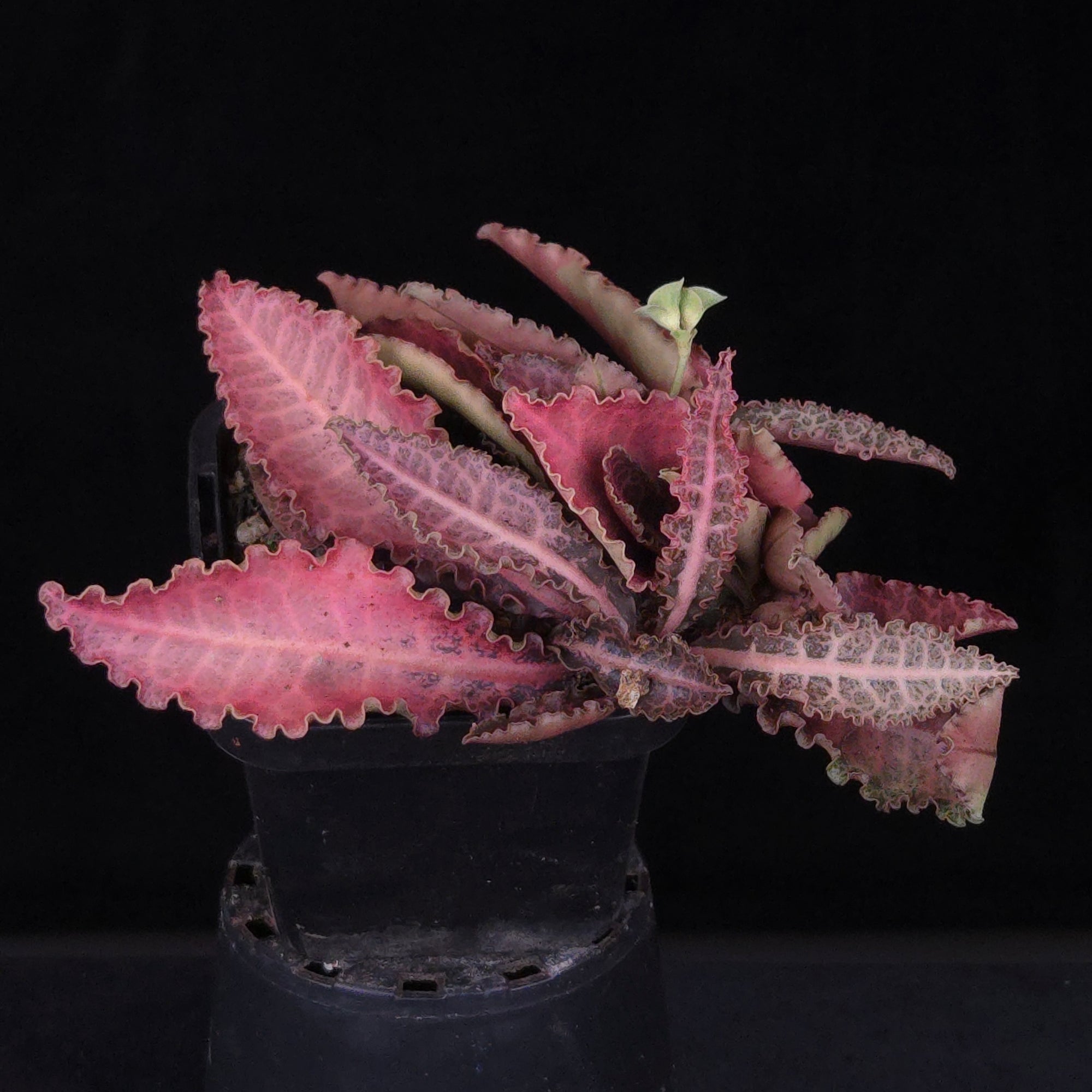 Euphorbia francoisii Hybrids (WA Prohibited) – Selected Juvenile Plants