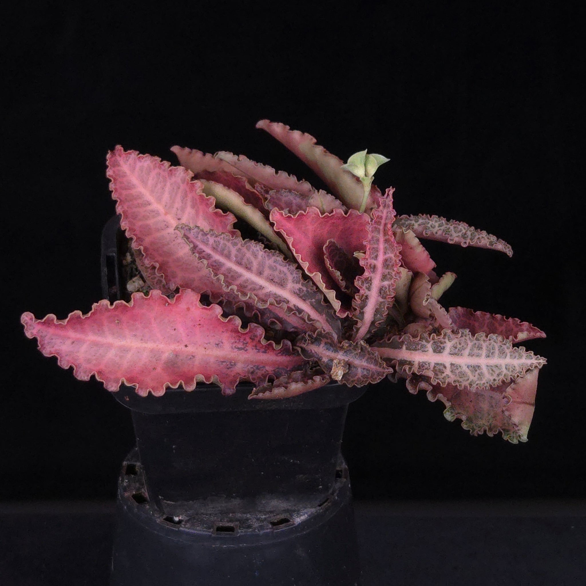 Euphorbia francoisii Hybrids (WA Prohibited) – Selected Juvenile Plants