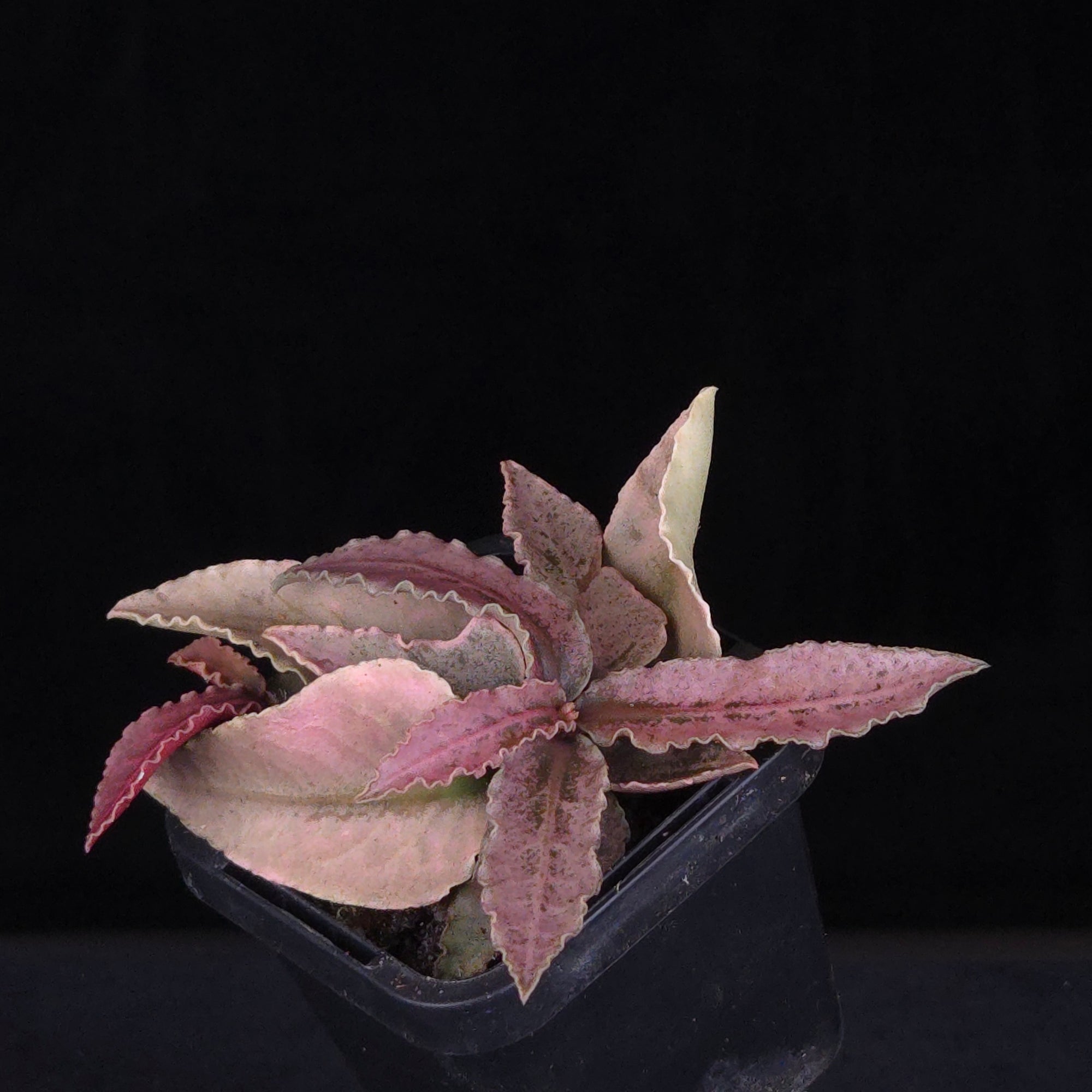 Euphorbia francoisii Hybrids (WA Prohibited) – Selected Juvenile Plants