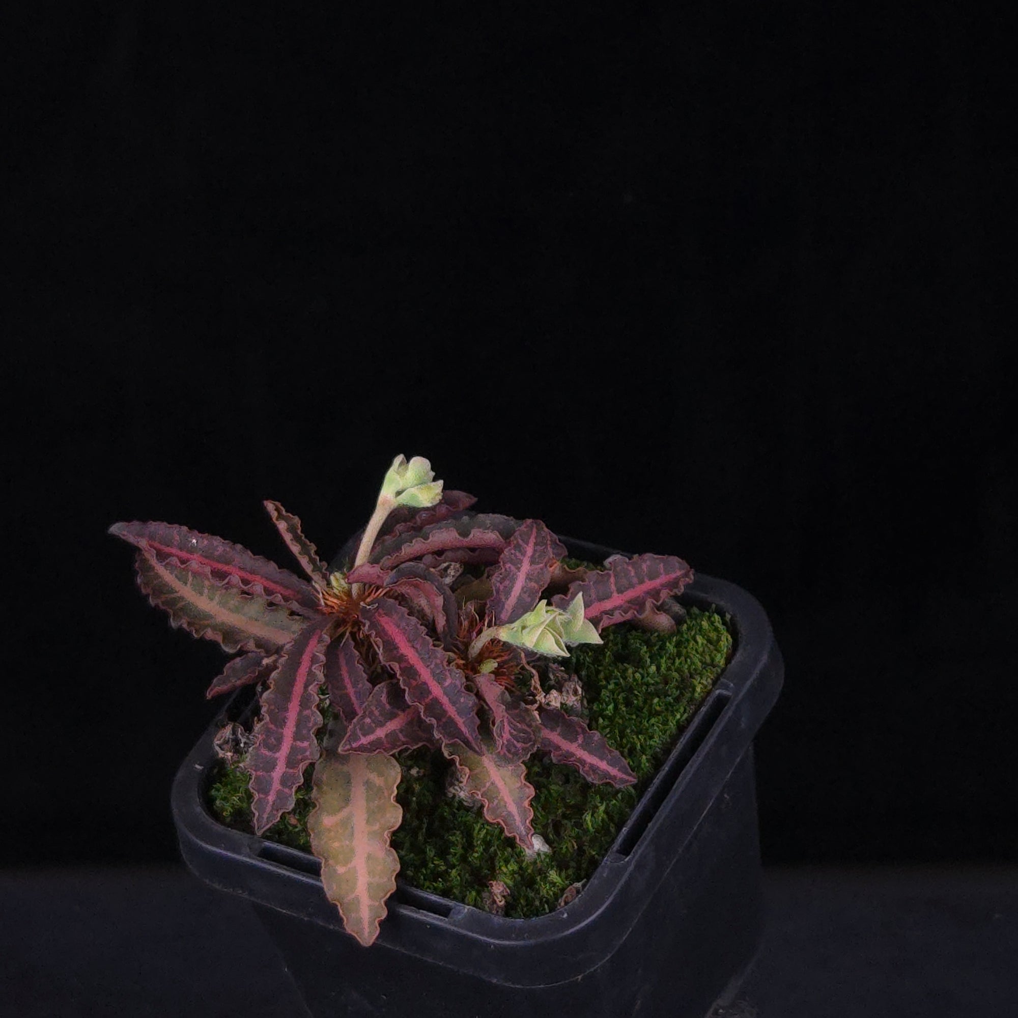 Euphorbia francoisii Hybrids (WA Prohibited) – Selected Juvenile Plants