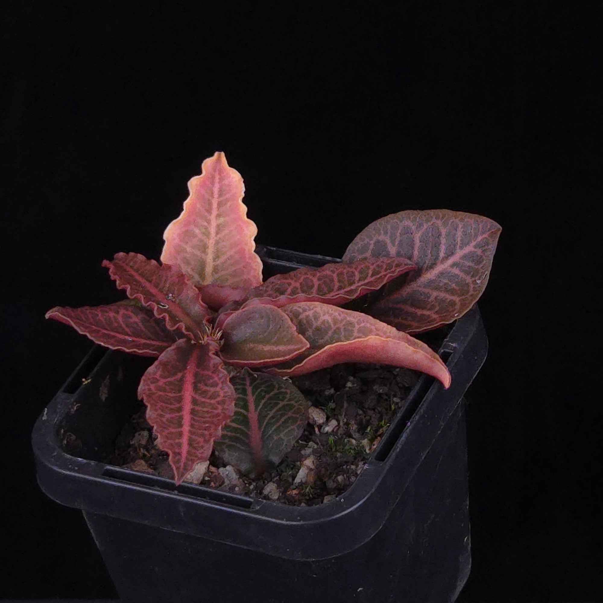 Euphorbia francoisii Hybrids (WA Prohibited) – Selected Juvenile Plants