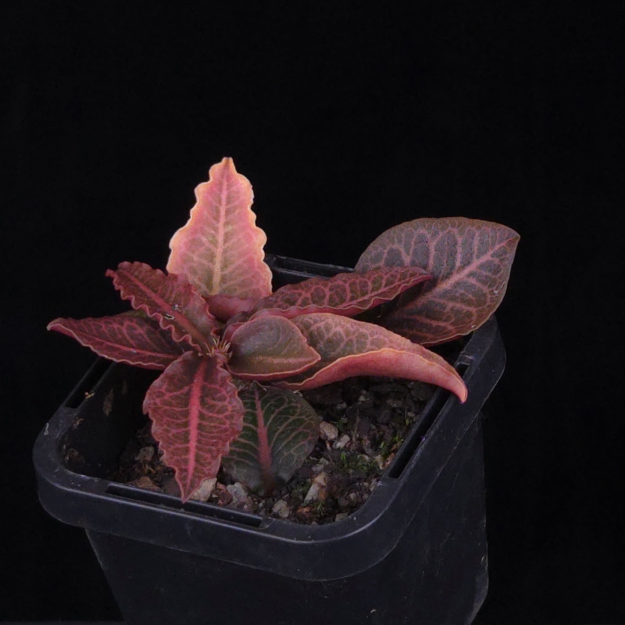 Euphorbia francoisii Hybrids (WA Prohibited) – Selected Juvenile Plants