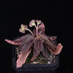 Euphorbia francoisii Hybrids (WA Prohibited) – Selected Juvenile Plants