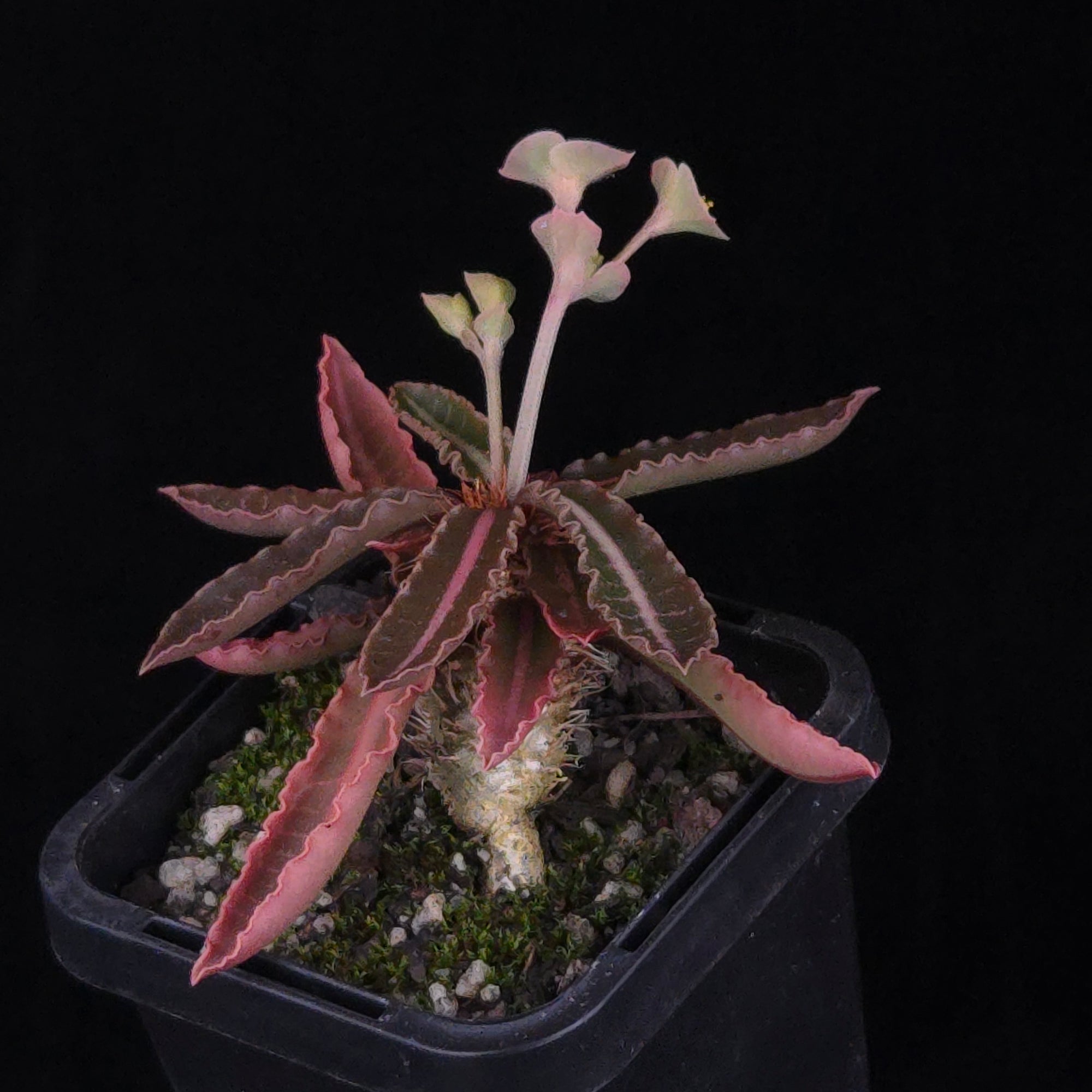 Euphorbia francoisii Hybrids (WA Prohibited) – Selected Juvenile Plants