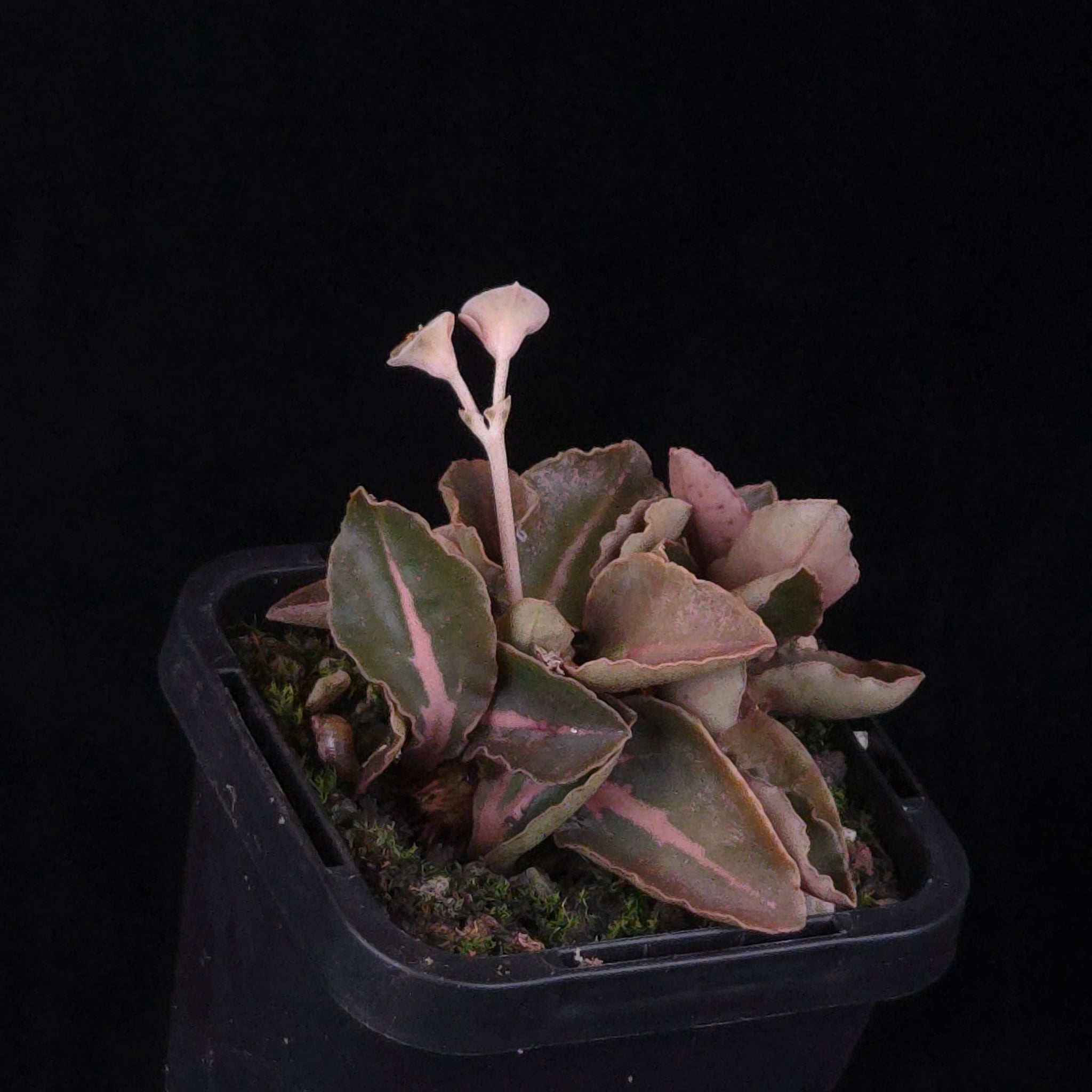 Euphorbia francoisii Hybrids (WA Prohibited) – Selected Juvenile Plants