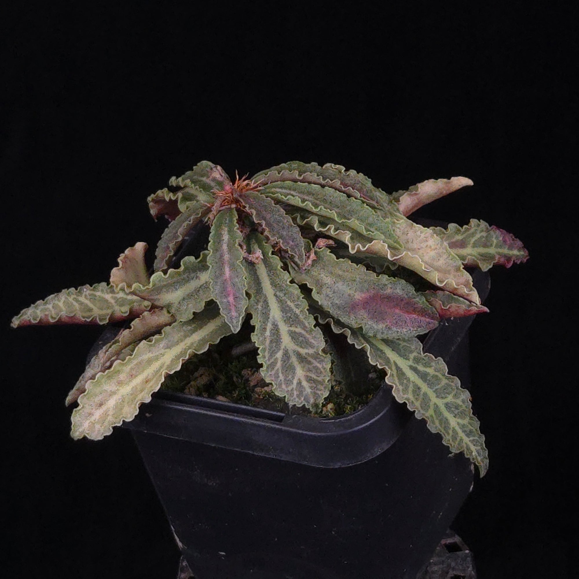 Euphorbia francoisii Hybrids (WA Prohibited) – Selected Juvenile Plants