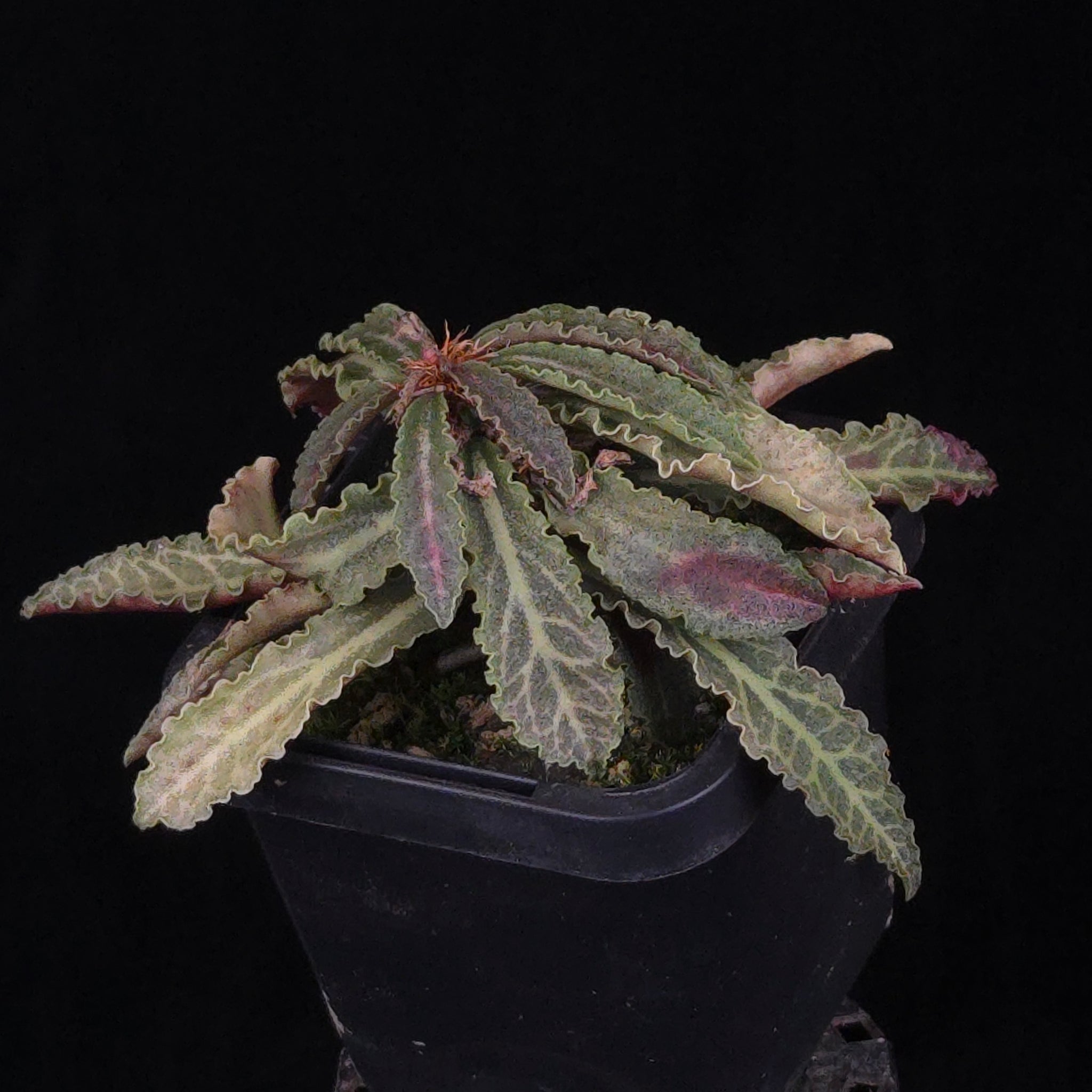 Euphorbia francoisii Hybrids (WA Prohibited) – Selected Juvenile Plants