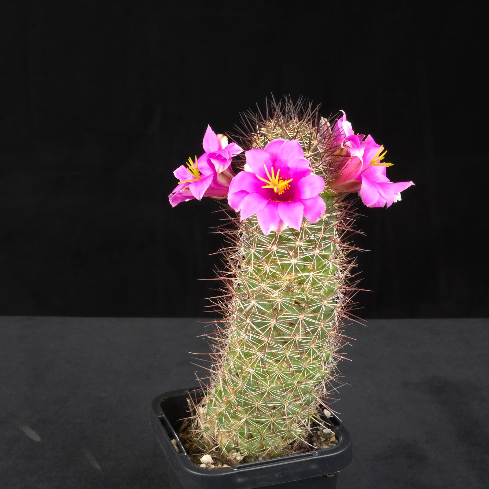 Cochemiea mazatlanensis (Syn. Mammillaria)