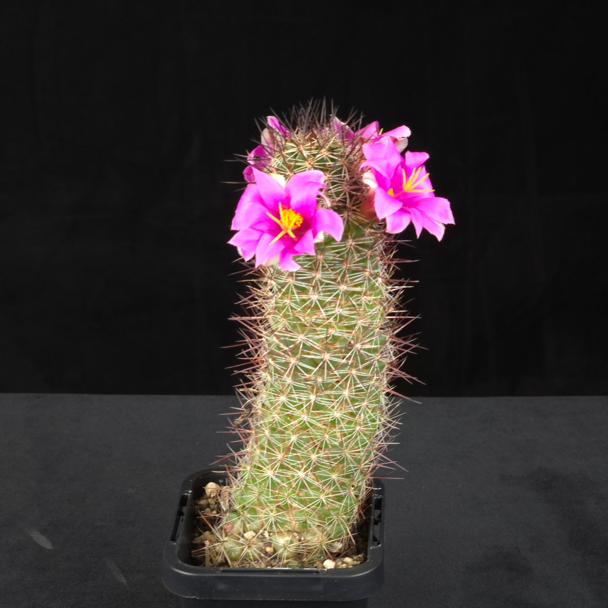 Cochemiea mazatlanensis (Syn. Mammillaria)