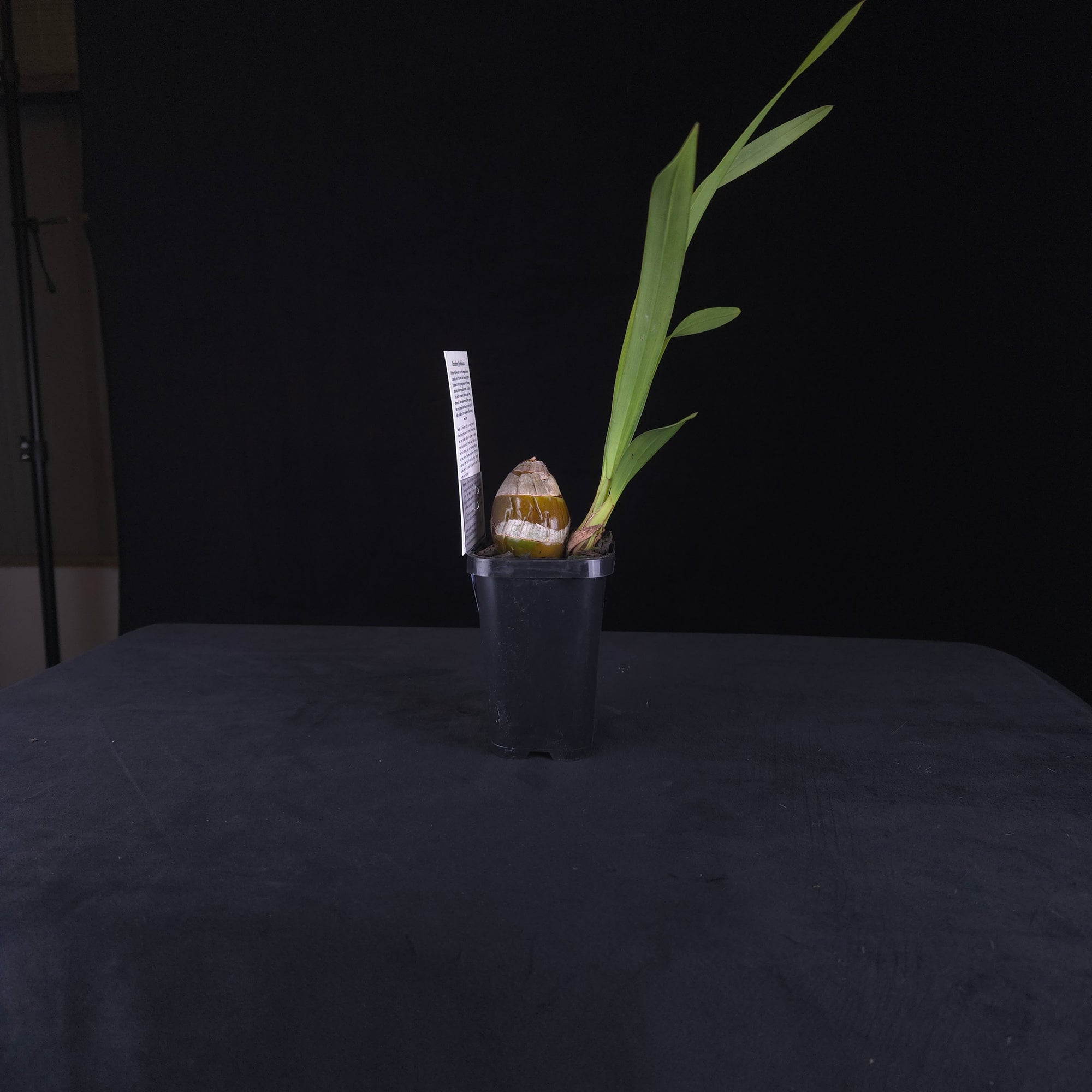 Cymbidium Ten Pin 'Tee Pee'