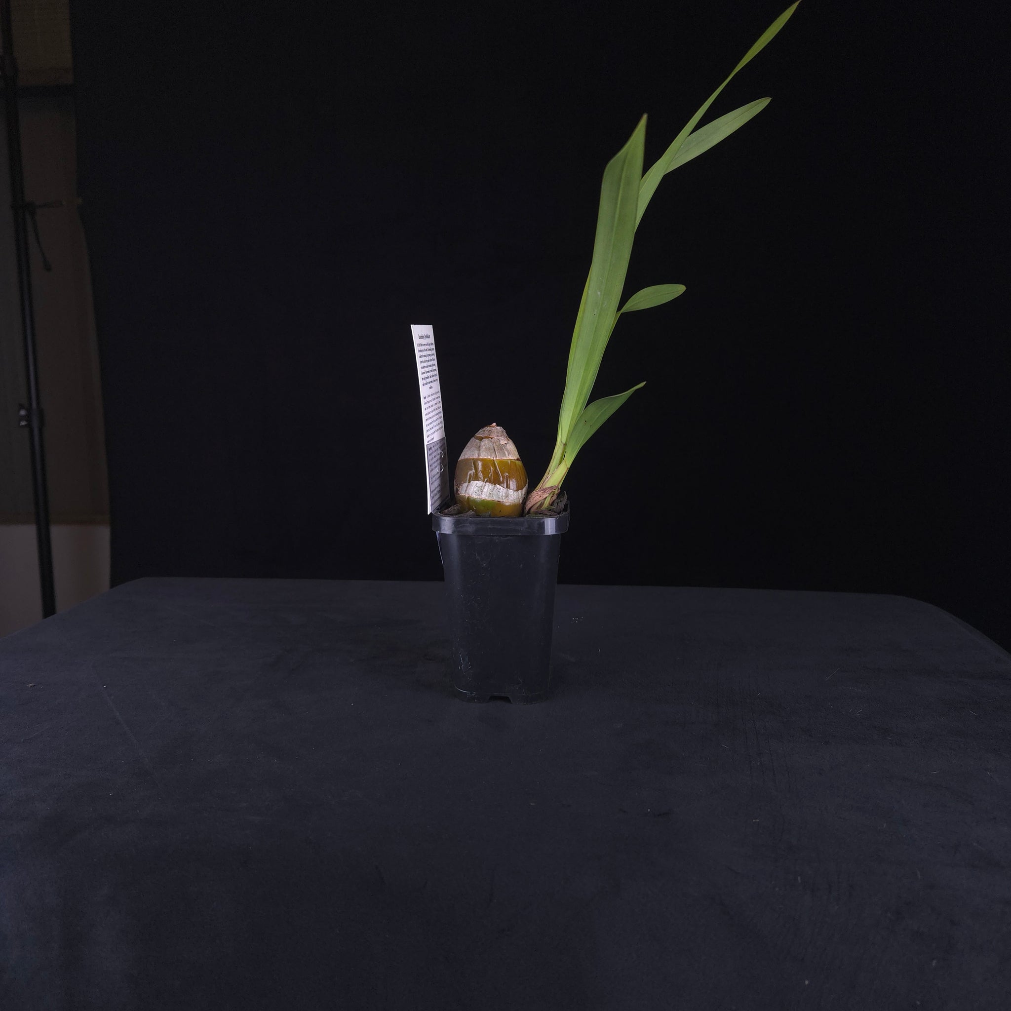 Cymbidium Ten Pin 'Tee Pee'