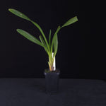 Cymbidium wadae - One Off Special