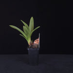 Cymbidium Pied Piper – Rare Primary Hybrid