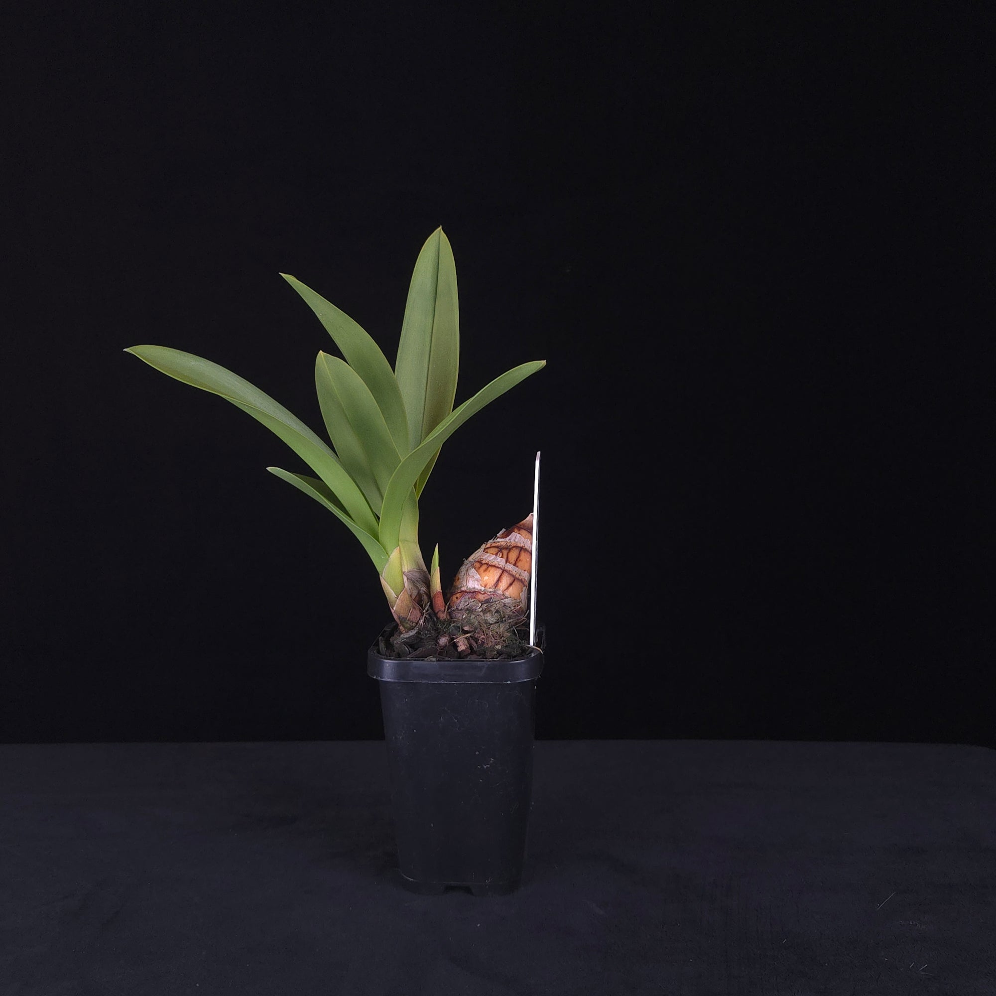 Cymbidium Pied Piper – Rare Primary Hybrid