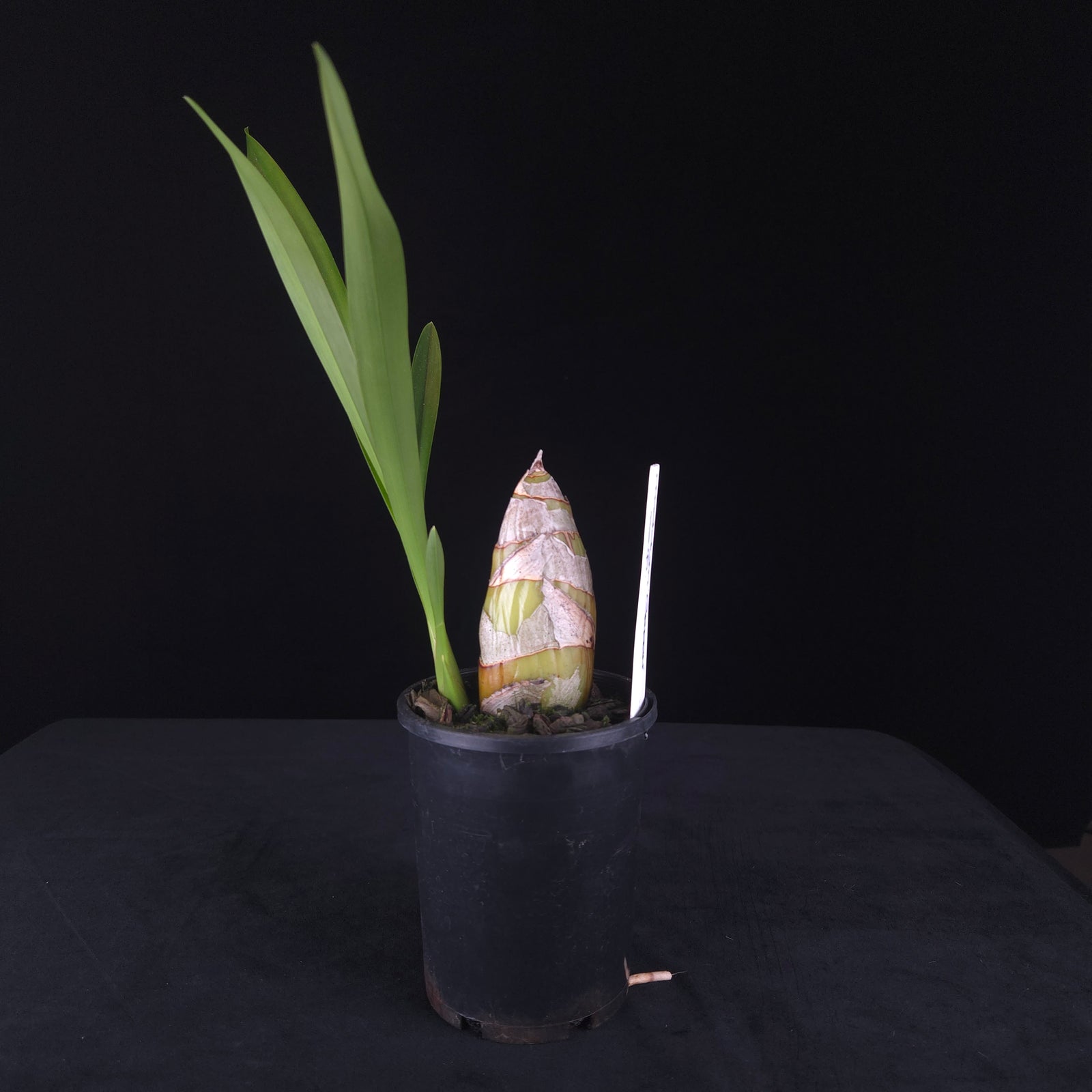 Cymbidium madidum ‘Green’ x Self