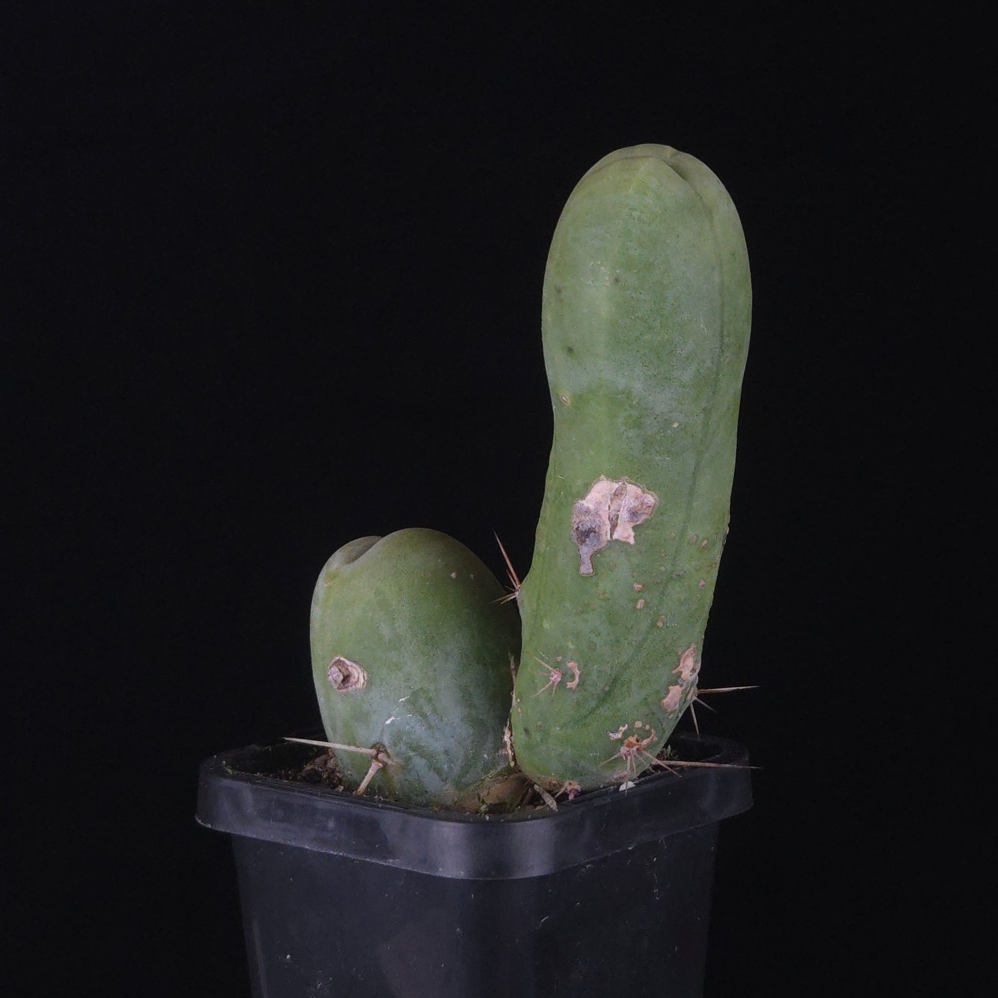 Trichocereus bridgesii f. monstrosa (Penis Cactus)