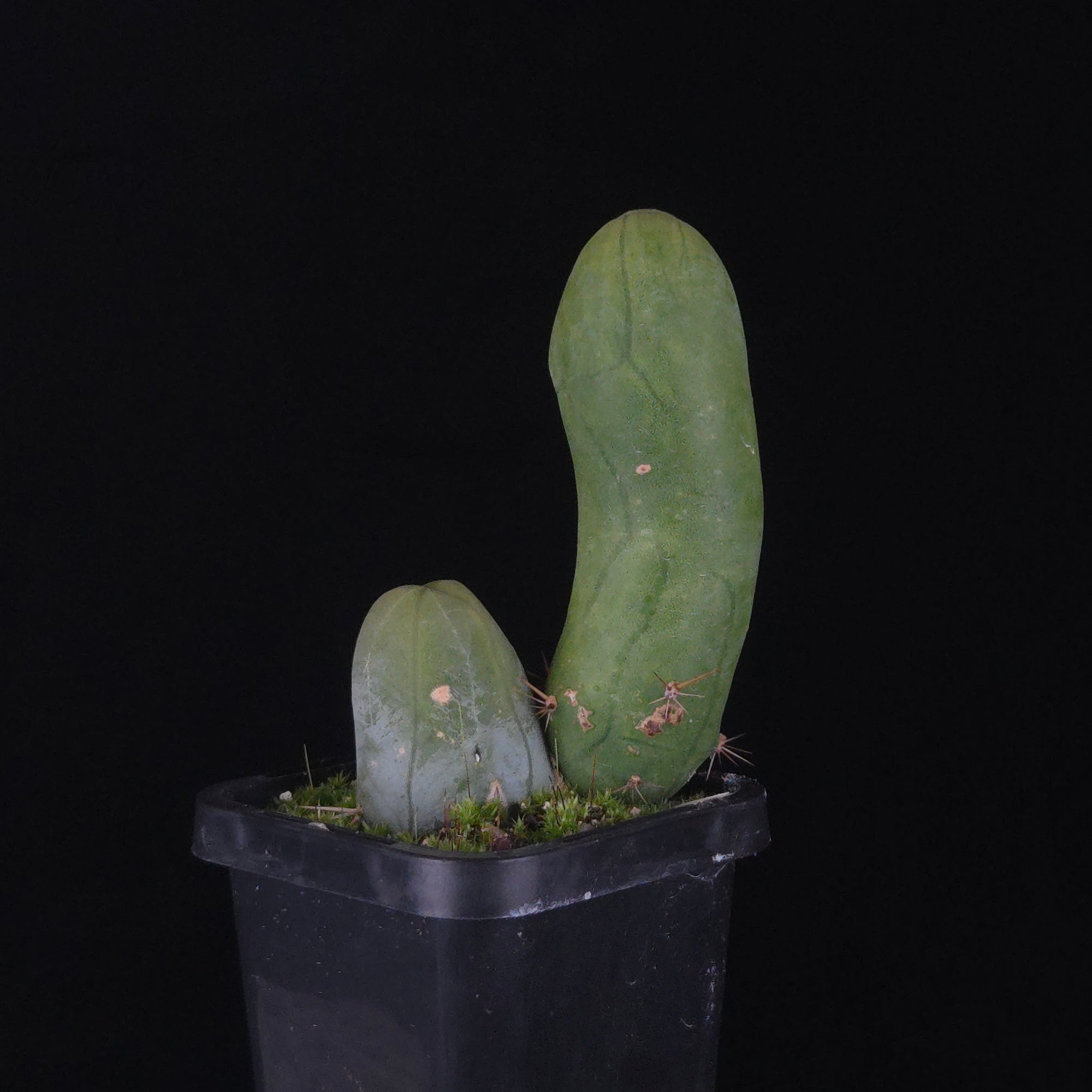 Trichocereus bridgesii f. monstrosa (Penis Cactus)