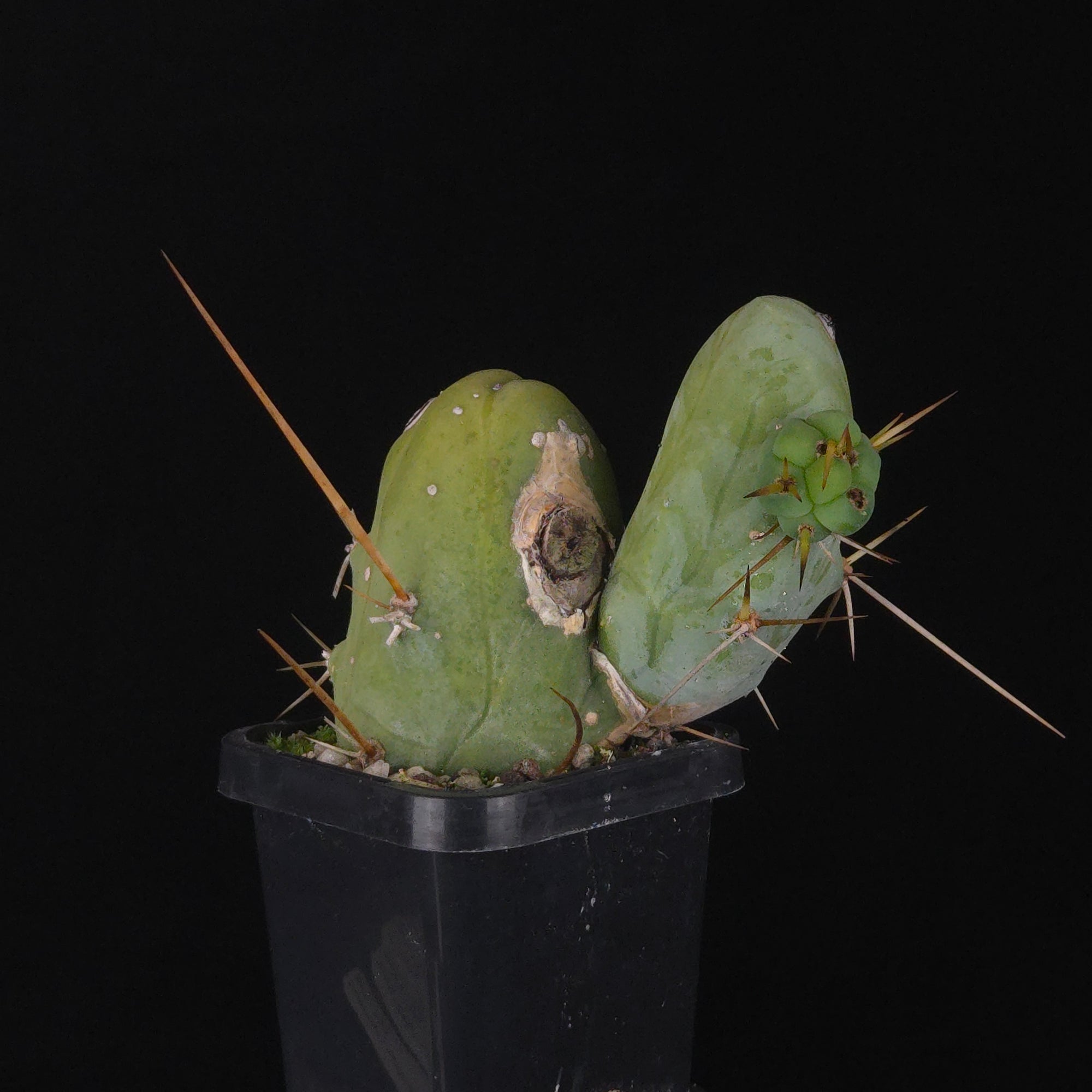 Trichocereus bridgesii f. monstrosa (Penis Cactus)