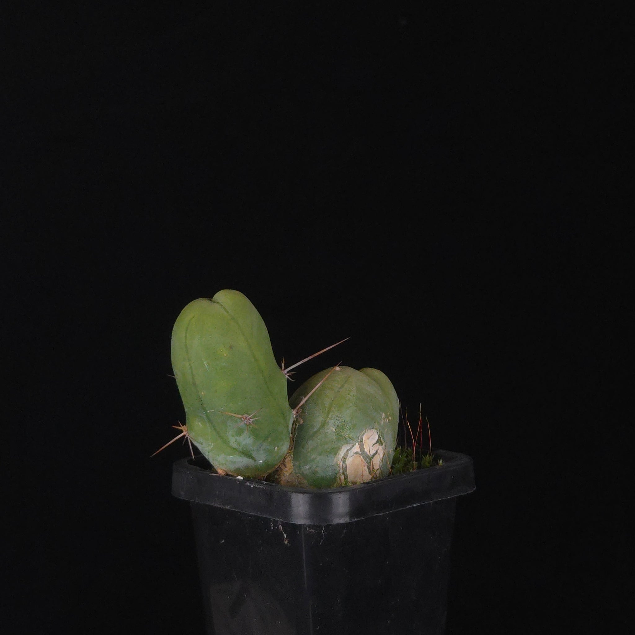 Trichocereus bridgesii f. monstrosa (Penis Cactus)