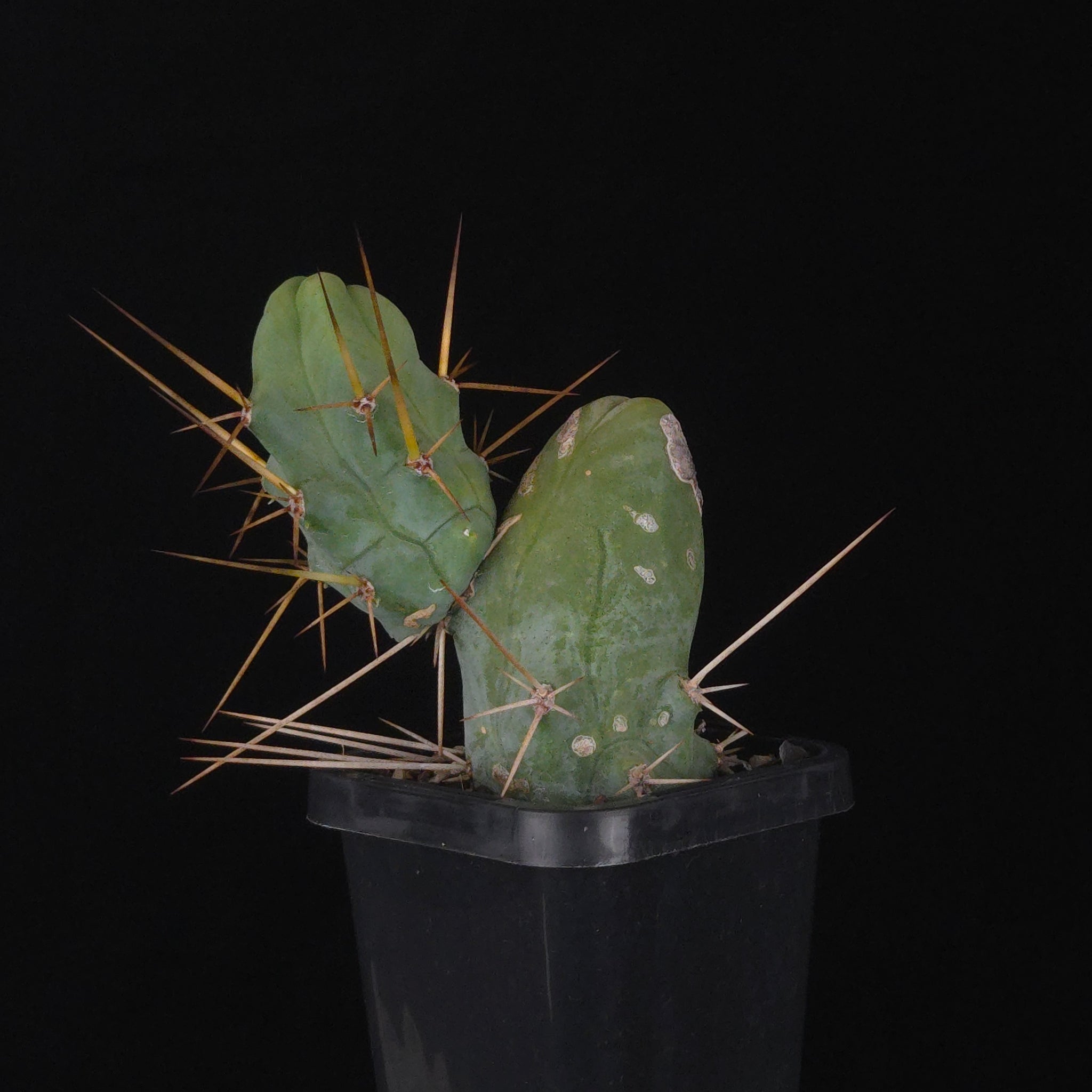 Trichocereus bridgesii f. monstrosa (Penis Cactus)