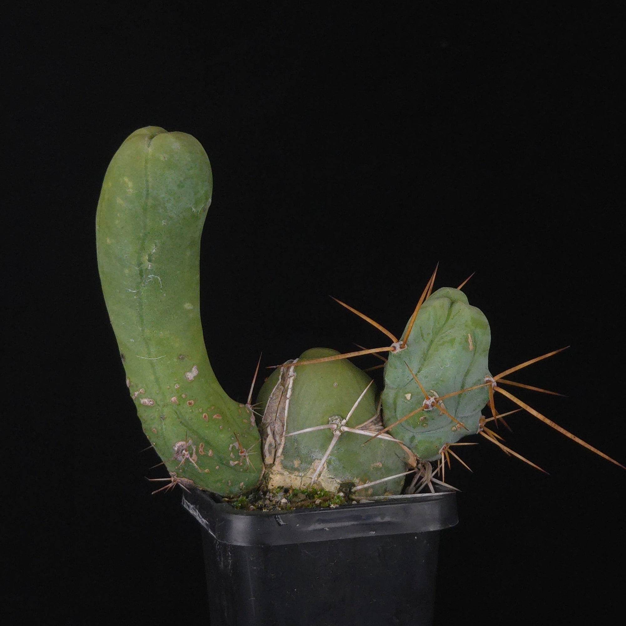 Trichocereus bridgesii f. monstrosa (Penis Cactus)