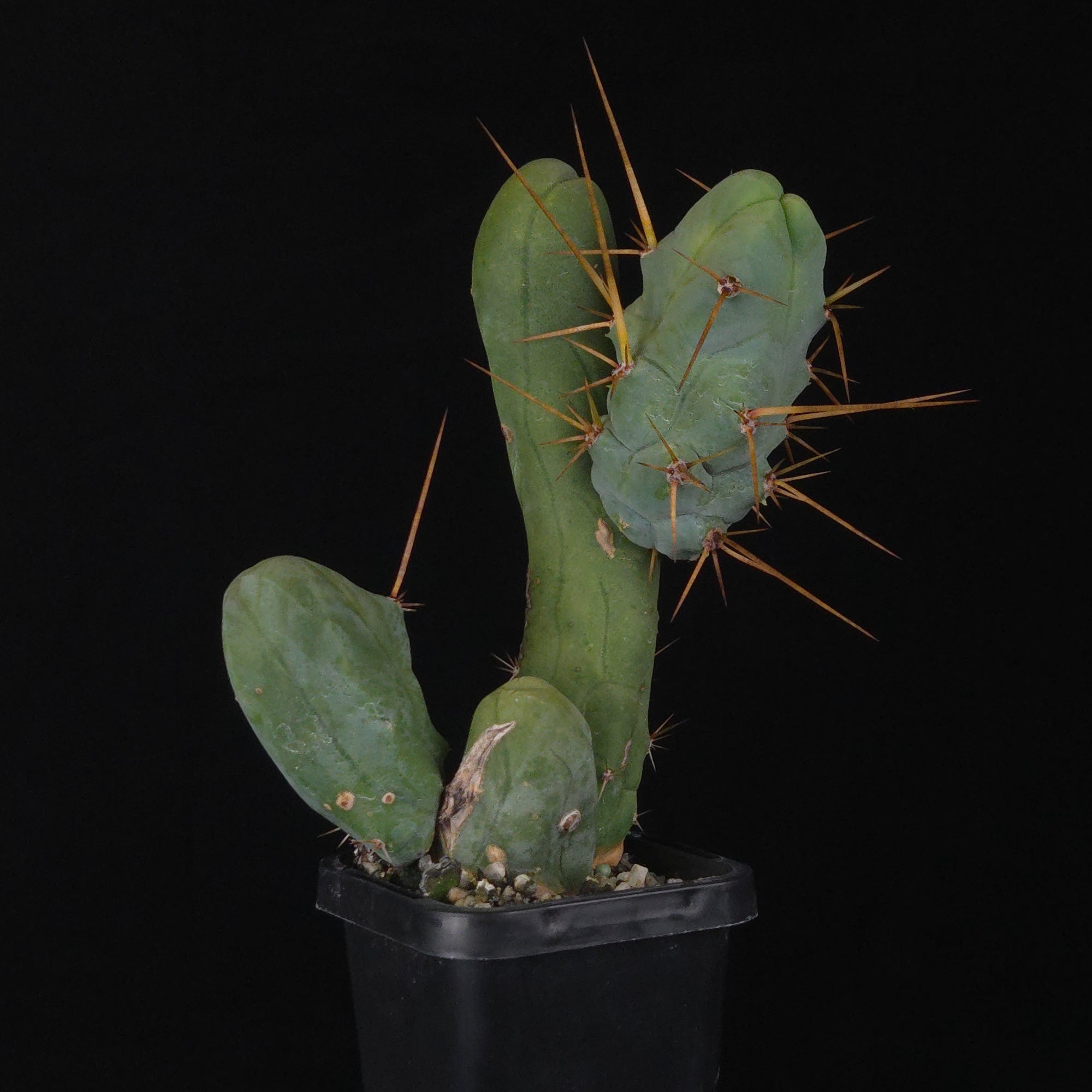 Trichocereus bridgesii f. monstrosa (Penis Cactus)