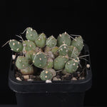 Cumulopuntia pentlandii (WA Prohibited)