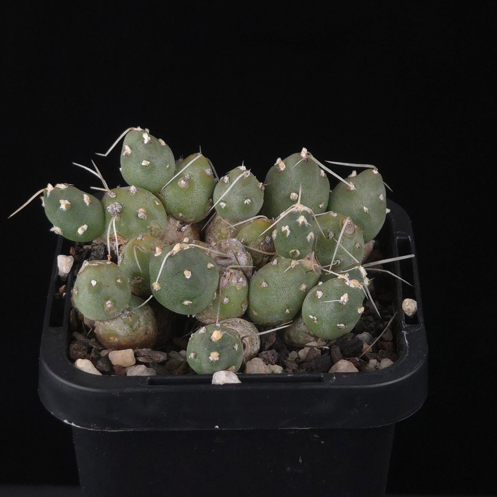 Cumulopuntia pentlandii (WA Prohibited)