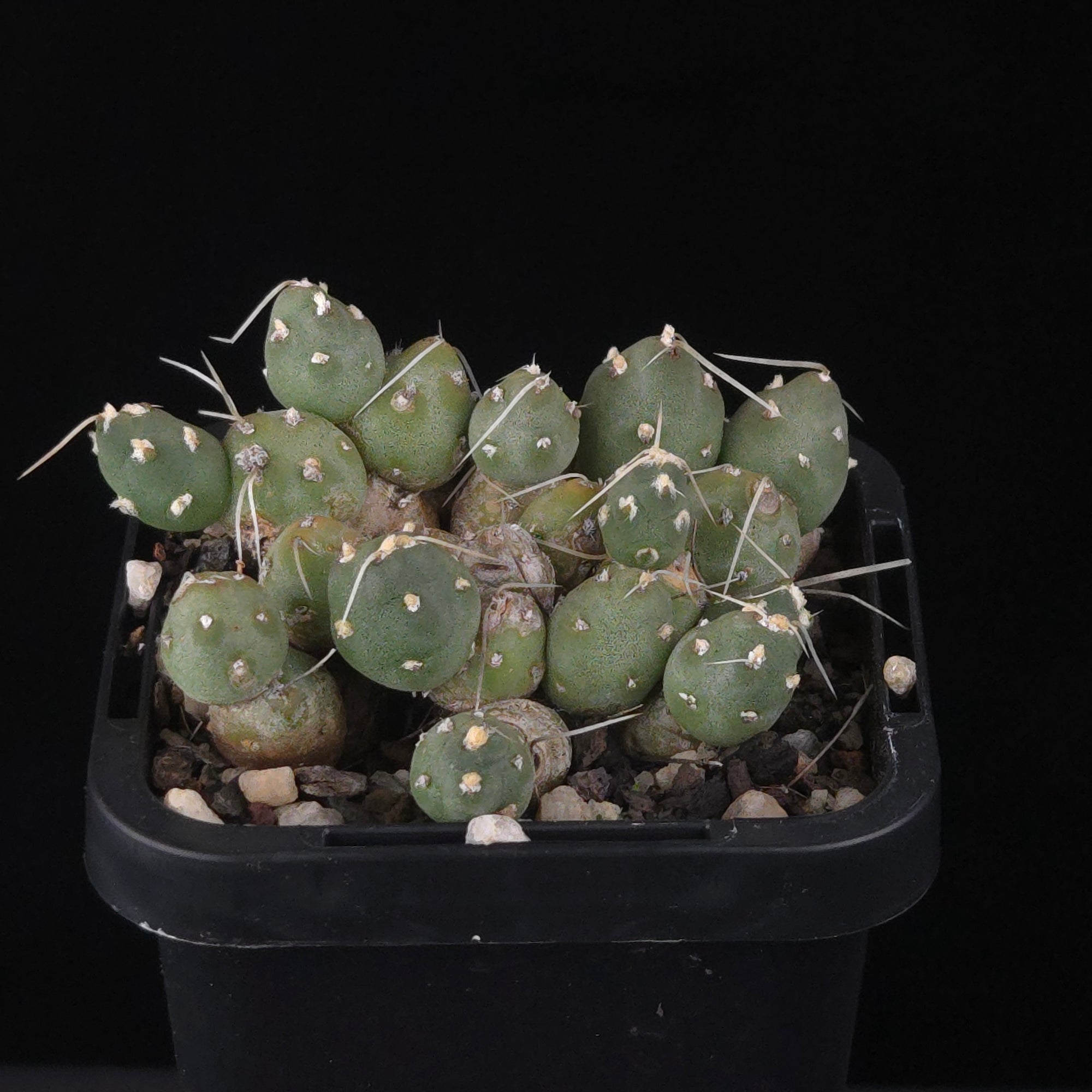 Cumulopuntia pentlandii (WA Prohibited)