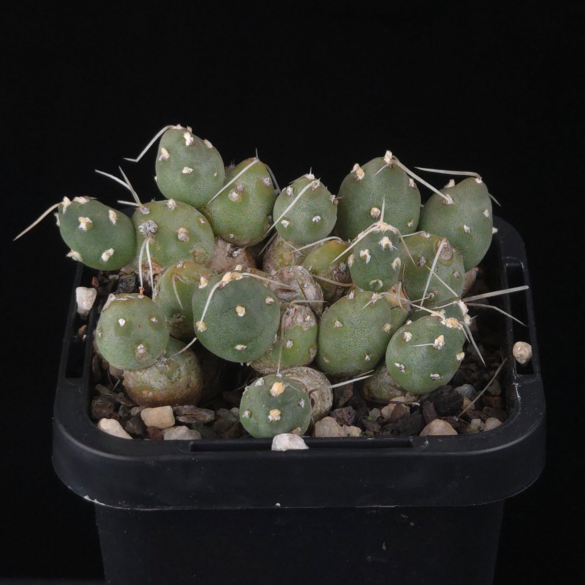 Cumulopuntia pentlandii (WA Prohibited)