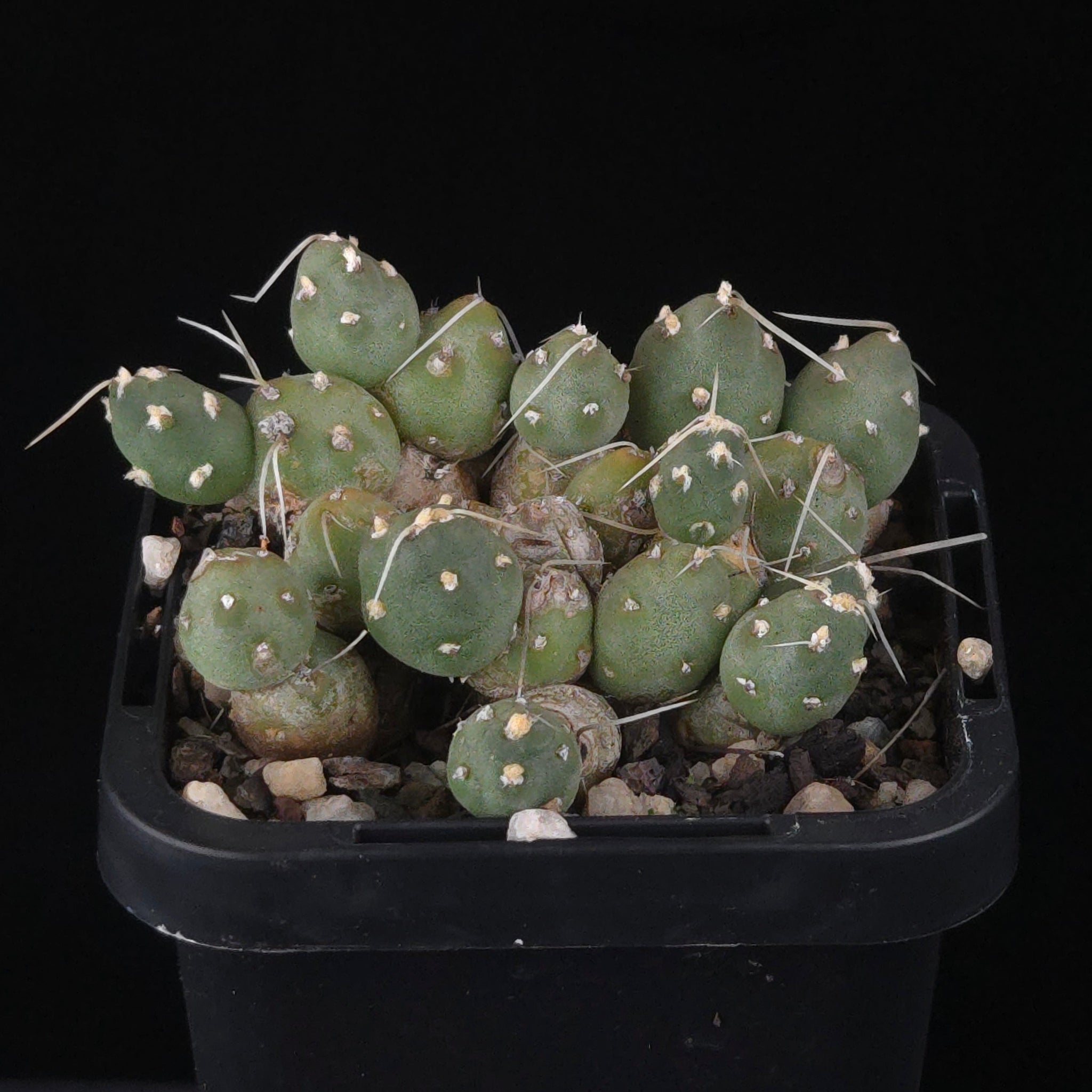 Cumulopuntia pentlandii (WA Prohibited)