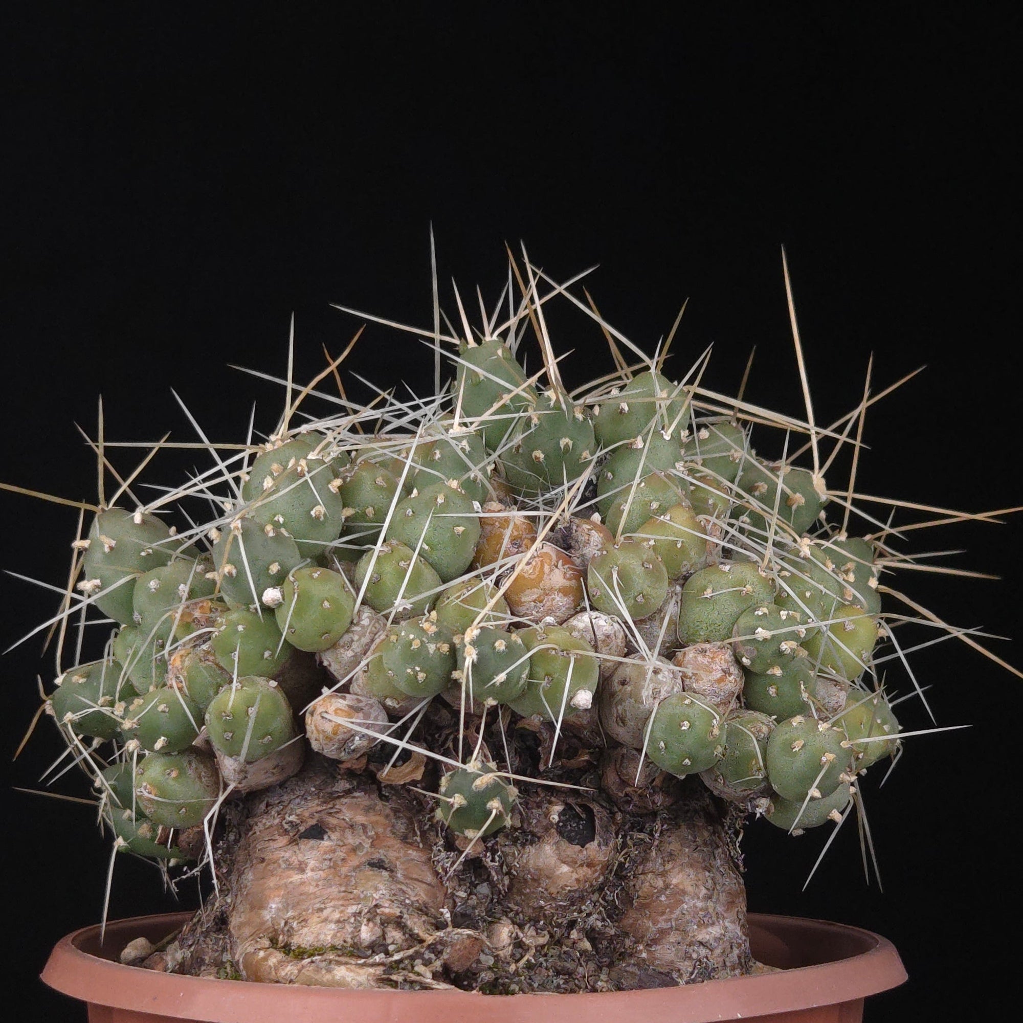 Cumulopuntia pentlandii (WA Prohibited)