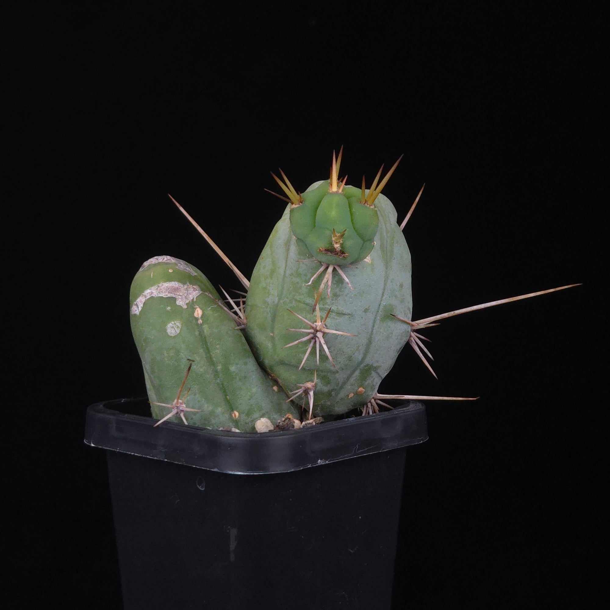 Trichocereus bridgesii f. monstrosa (Penis Cactus)