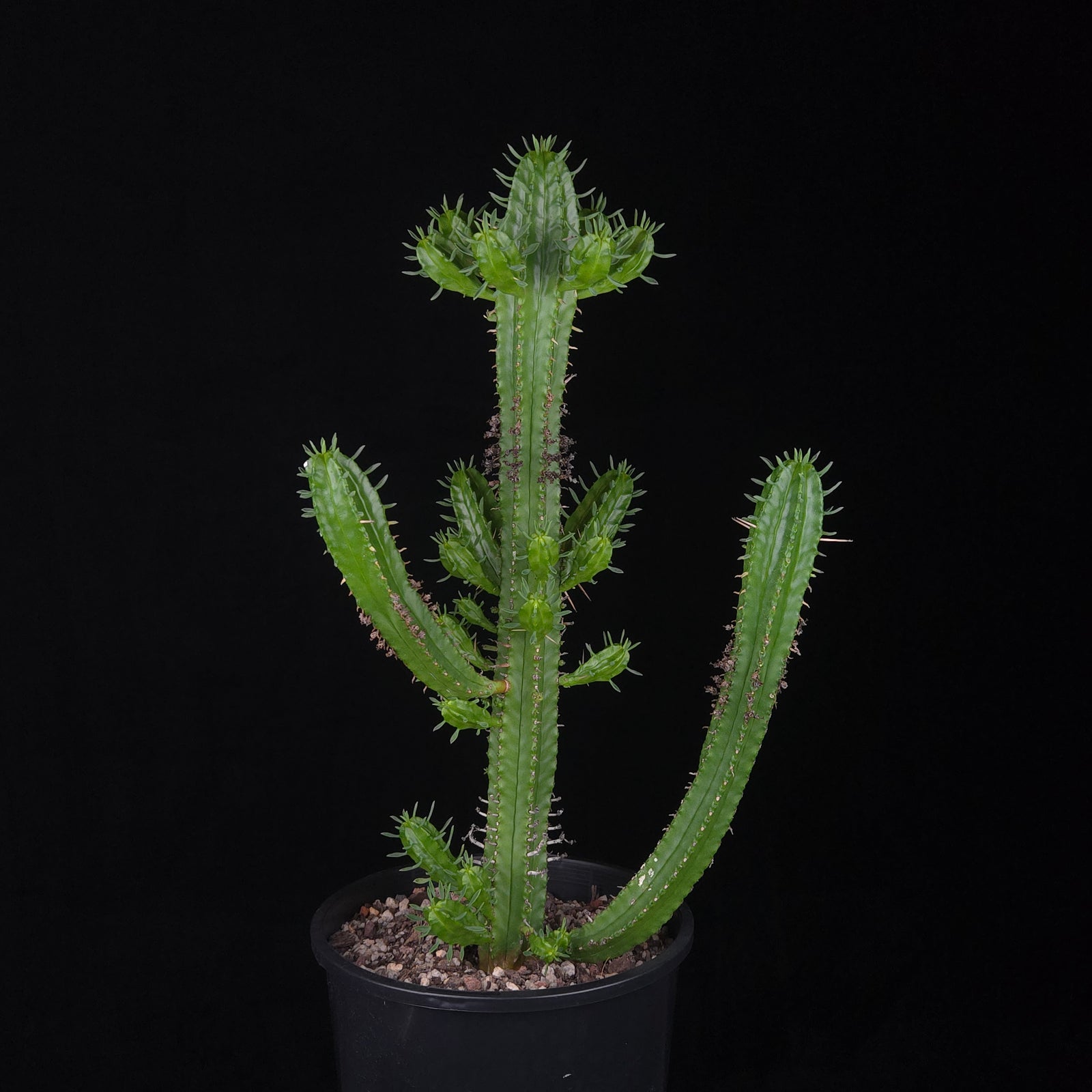 Euphorbia mammillaris (WA Prohibited)