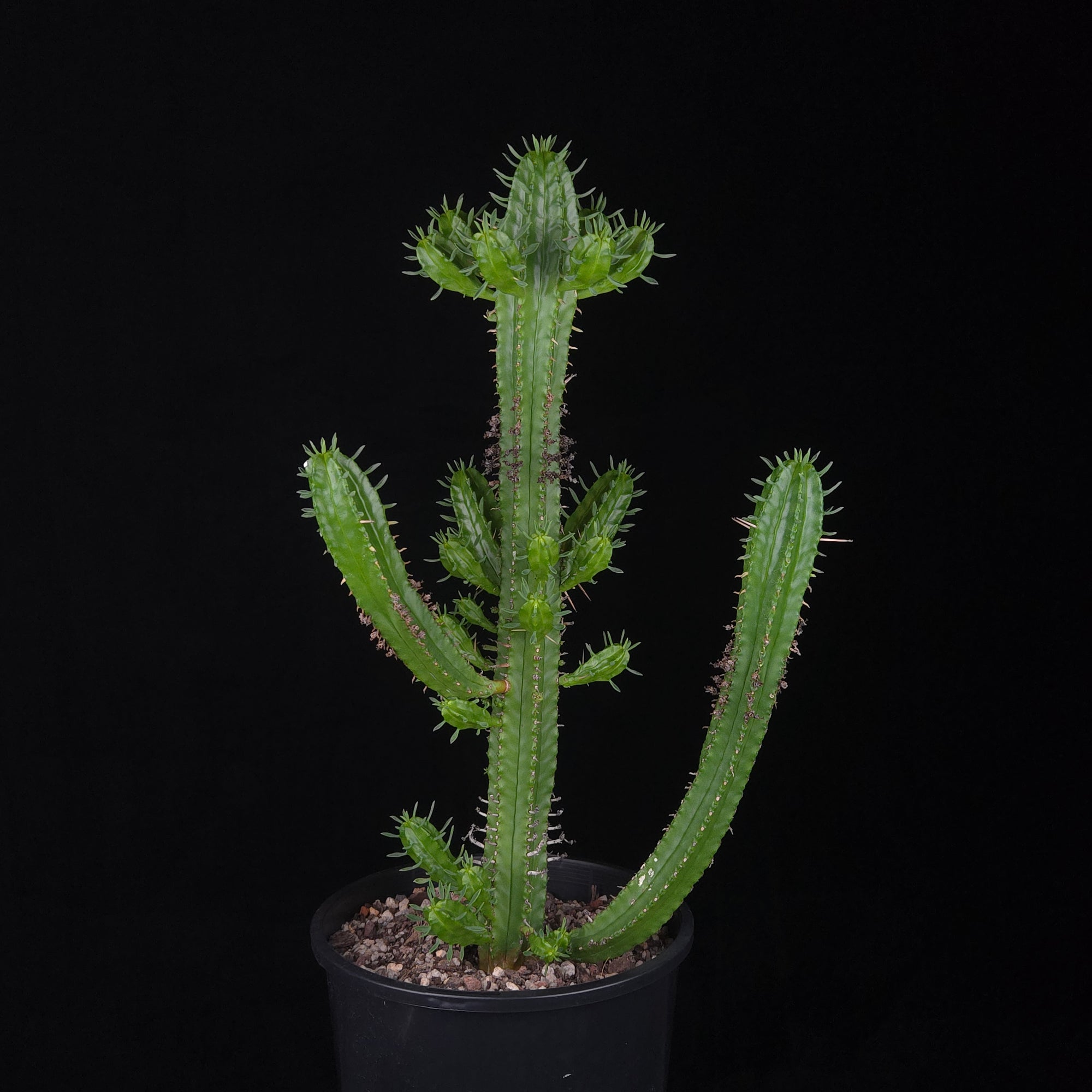 Euphorbia mammillaris (WA Prohibited)