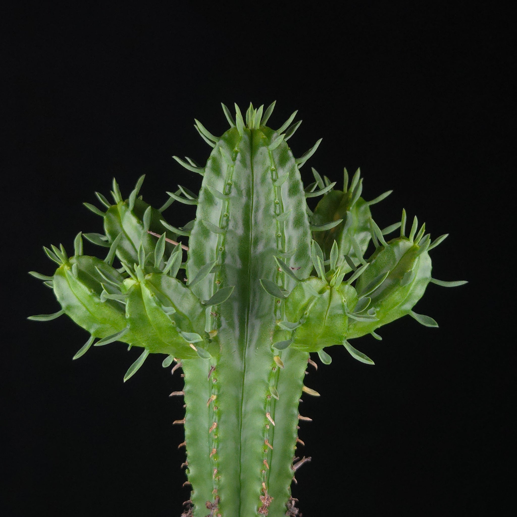 Euphorbia mammillaris (WA Prohibited)