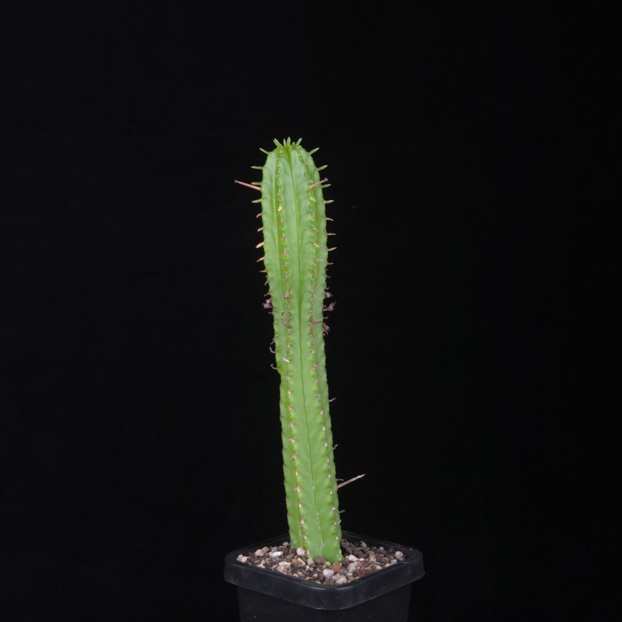 Euphorbia mammillaris (WA Prohibited)